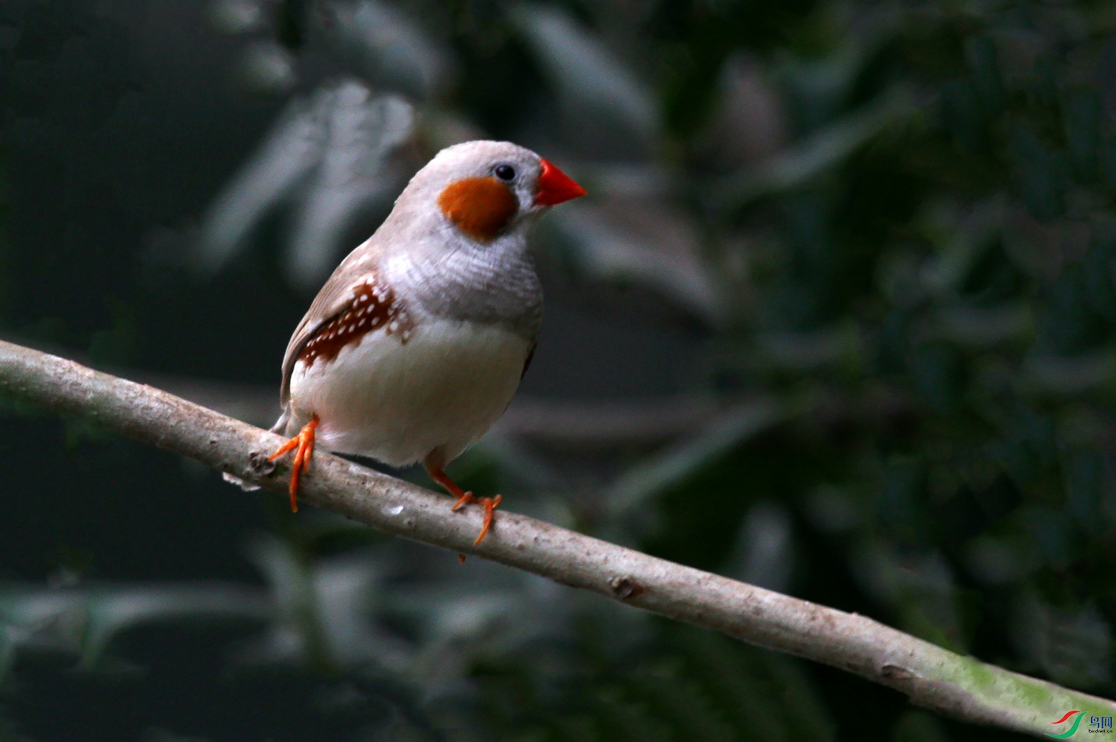 ������ȸ