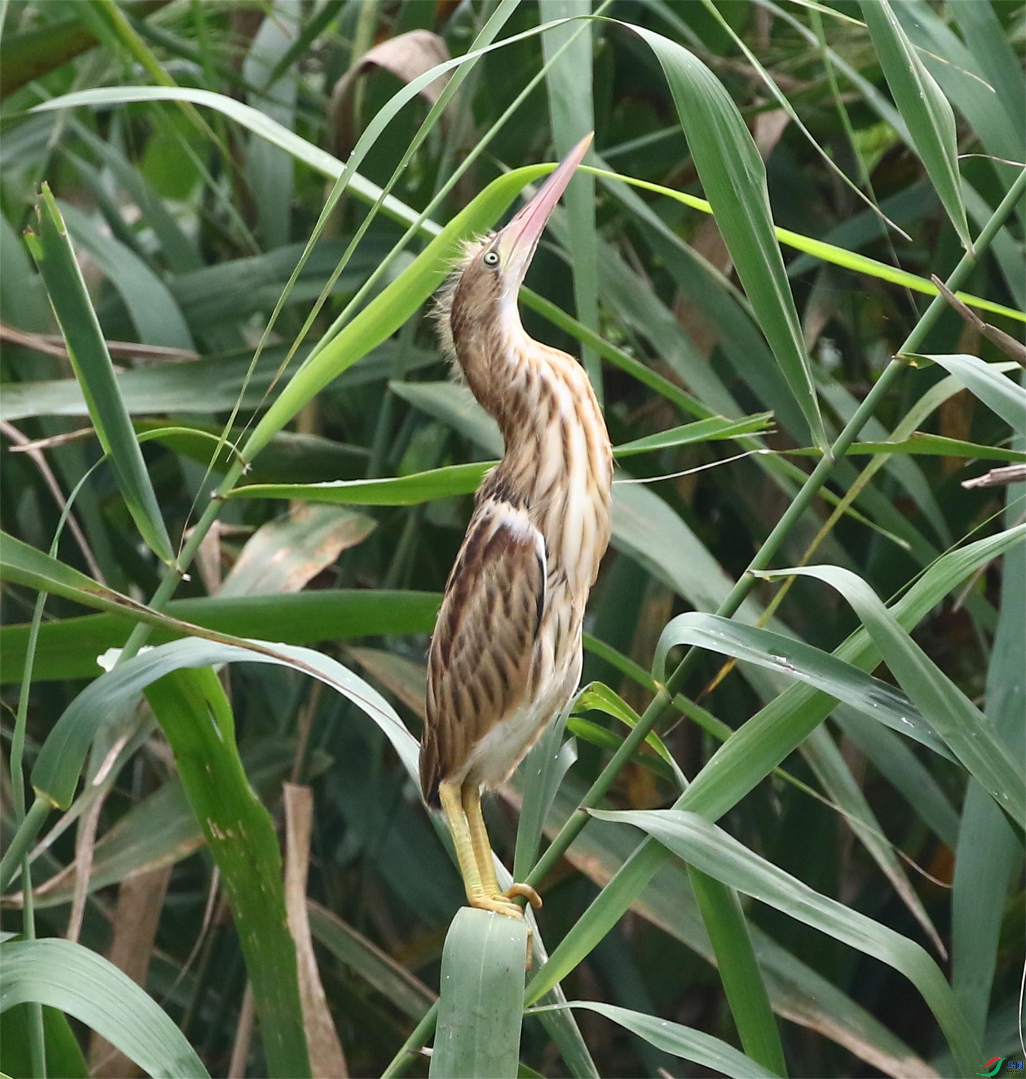 A33A2341_��ͼ�� (2).JPG