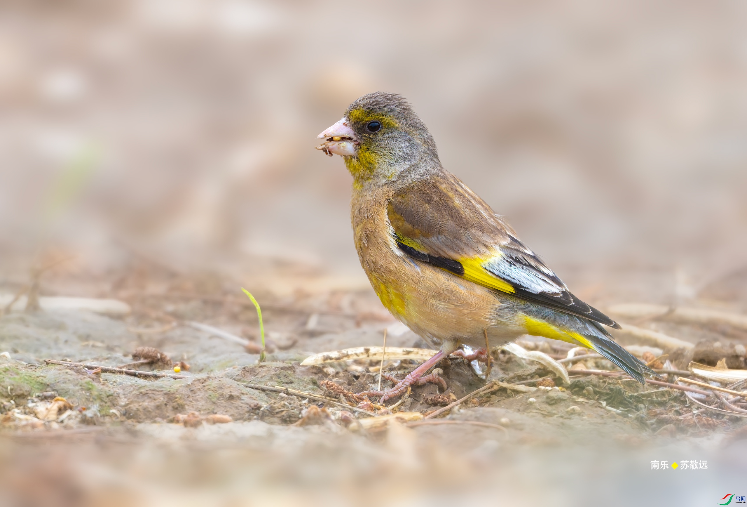 _DSC1919-DxO_С.jpg