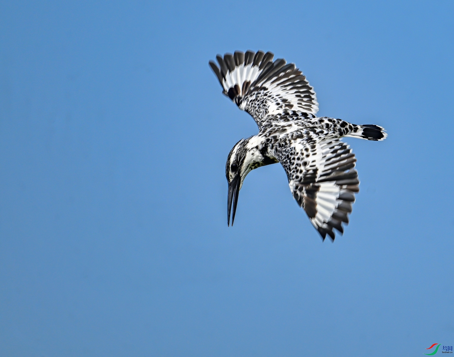DSC_7394---_conew1.jpg