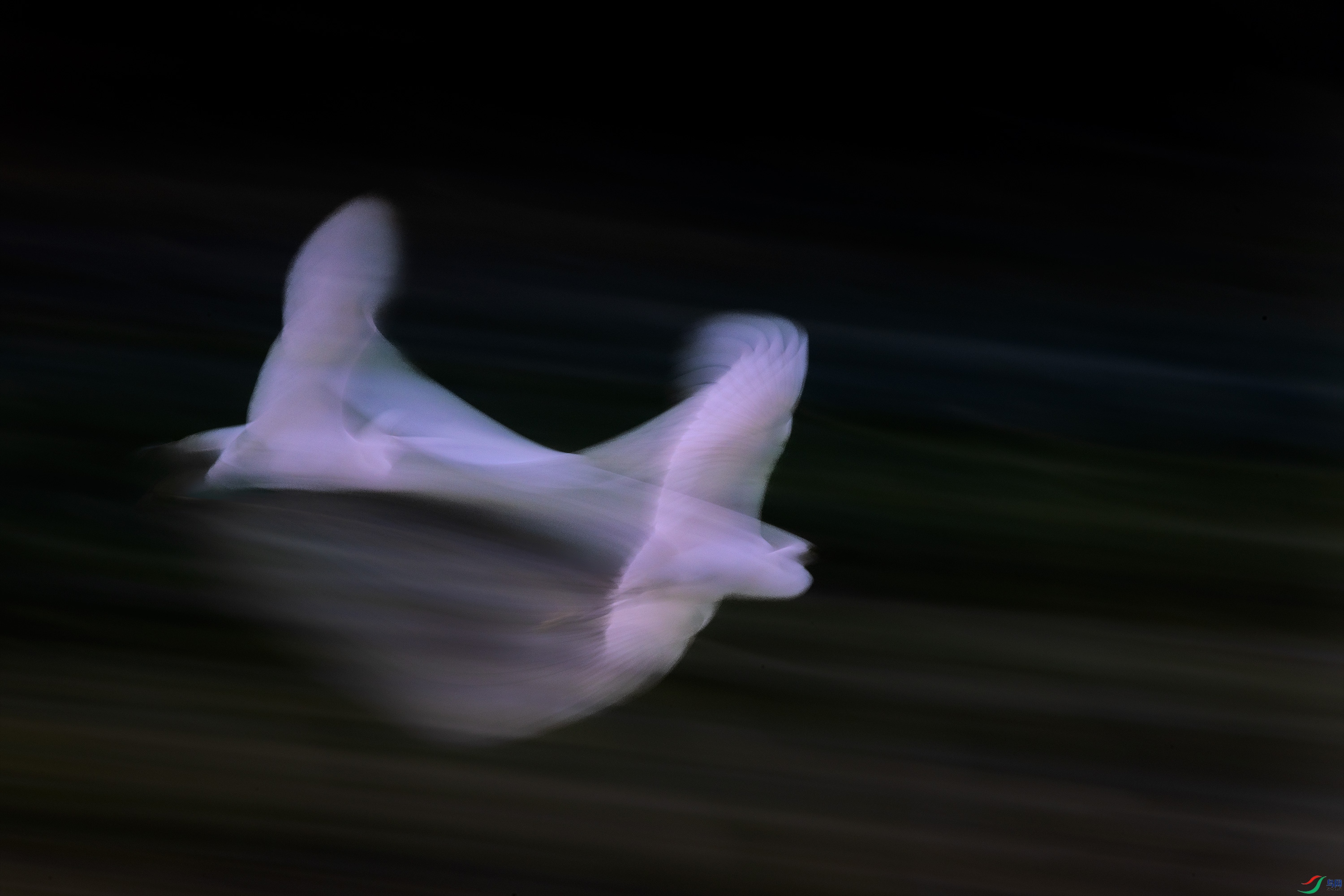278A4333.jpg