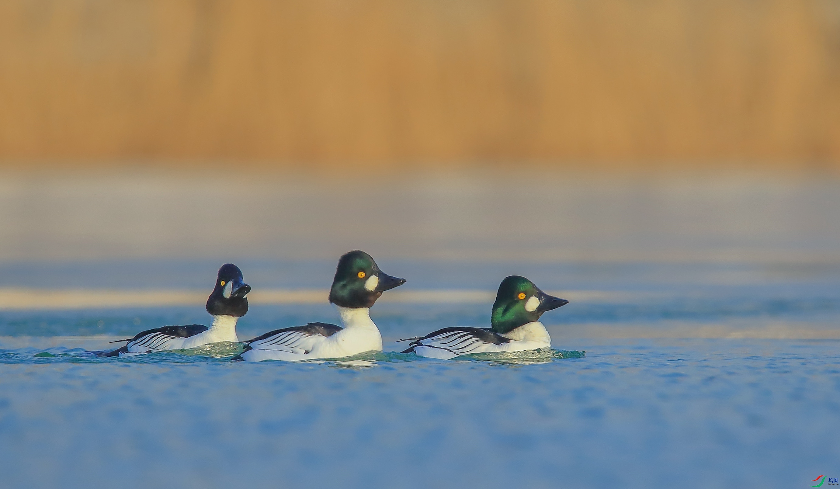 AM6Y0138 ����_����.jpg