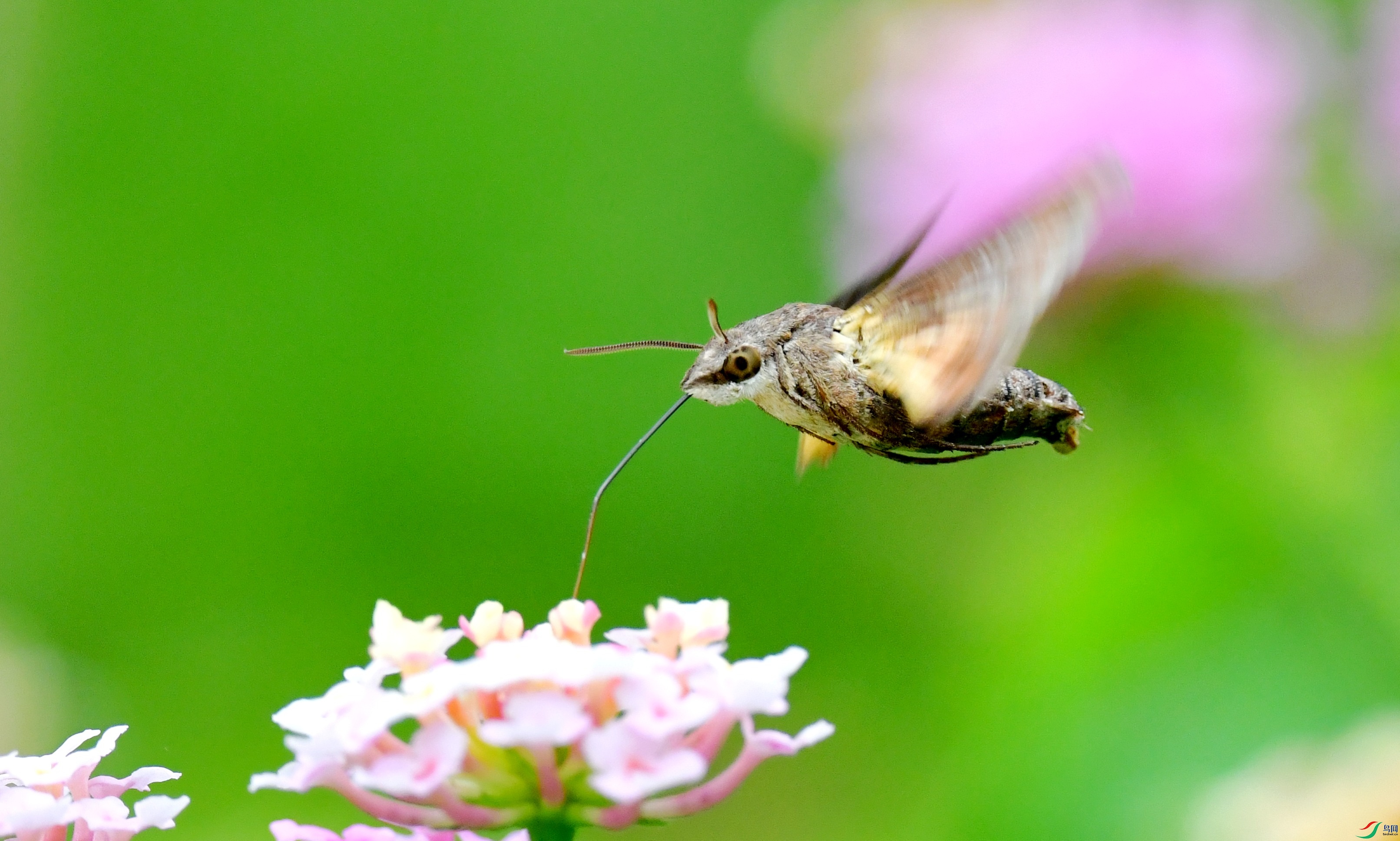 DSC_4659_conew1.jpg