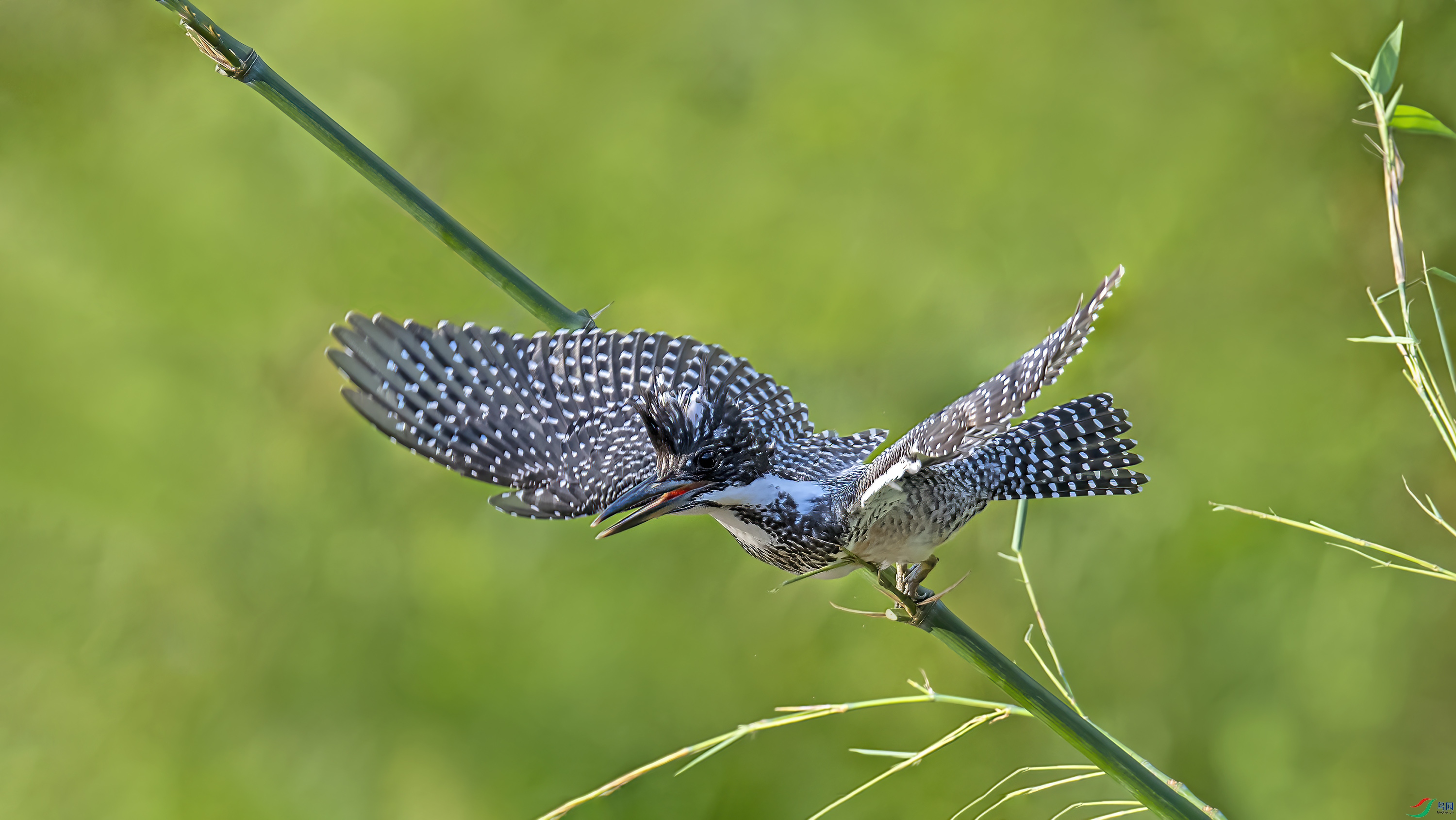 DSC_96844.jpg
