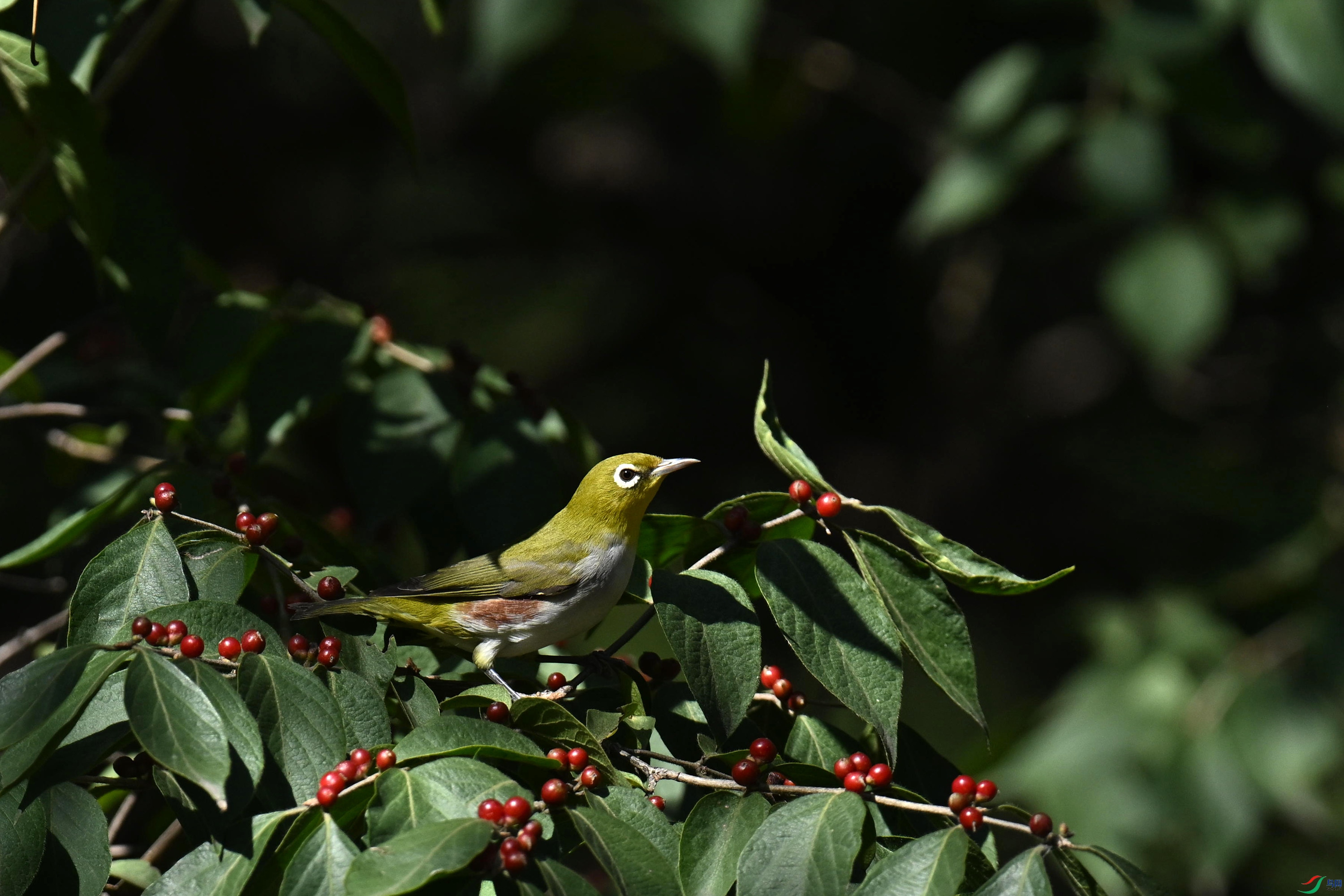 DSC_2384_����.jpg