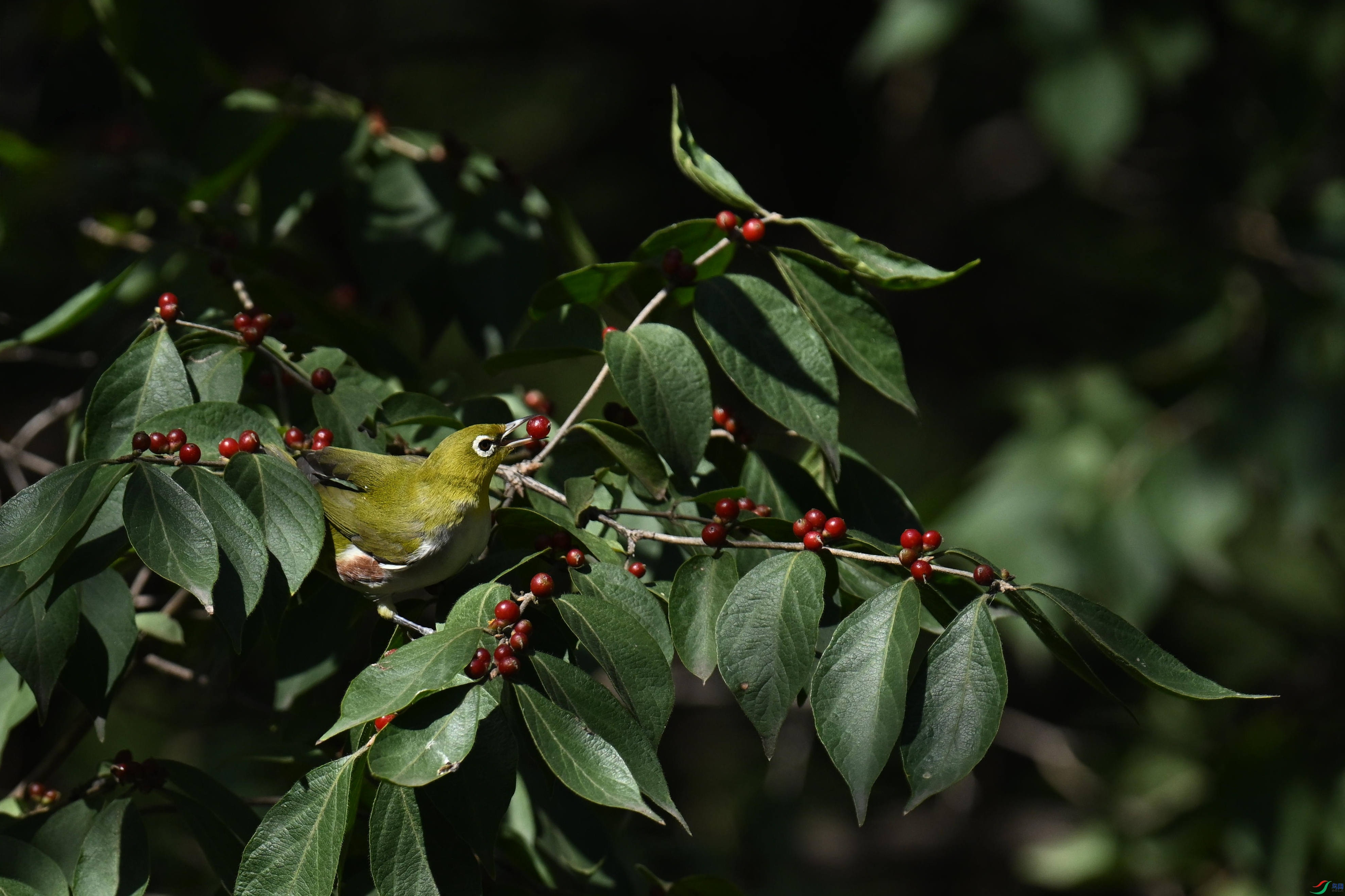 DSC_2407_����.jpg
