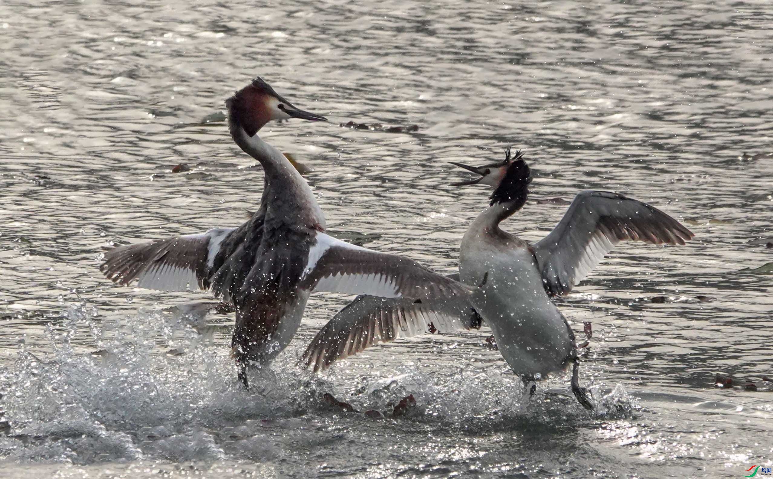 DSC00061 ����.jpg