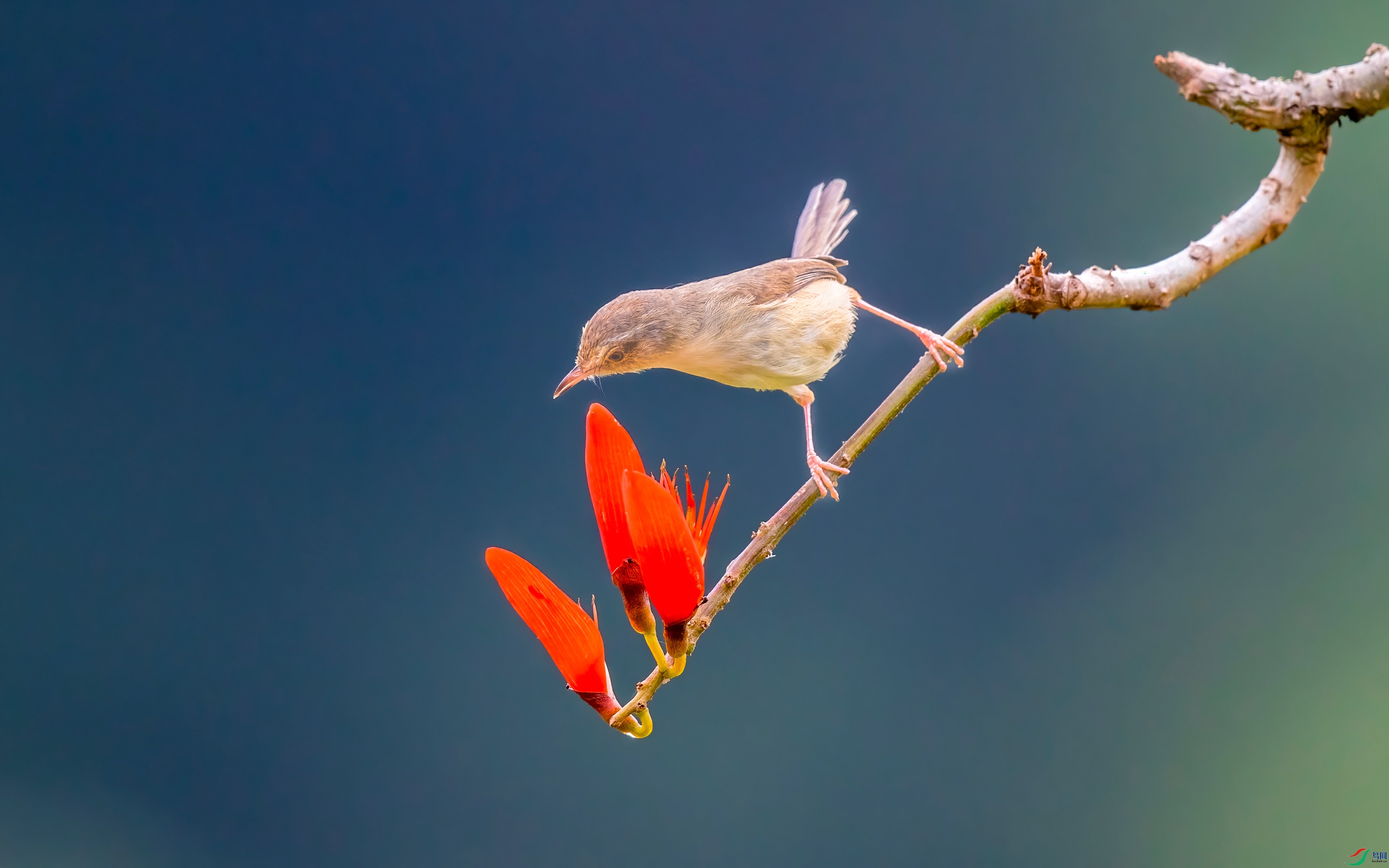 258-����-DeNoiseAI-standard.jpg