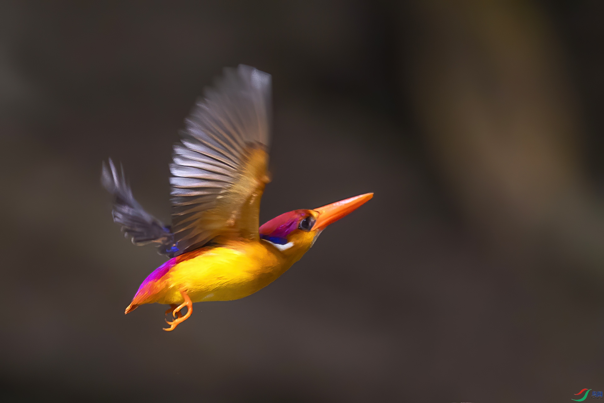 ����Ʈ��