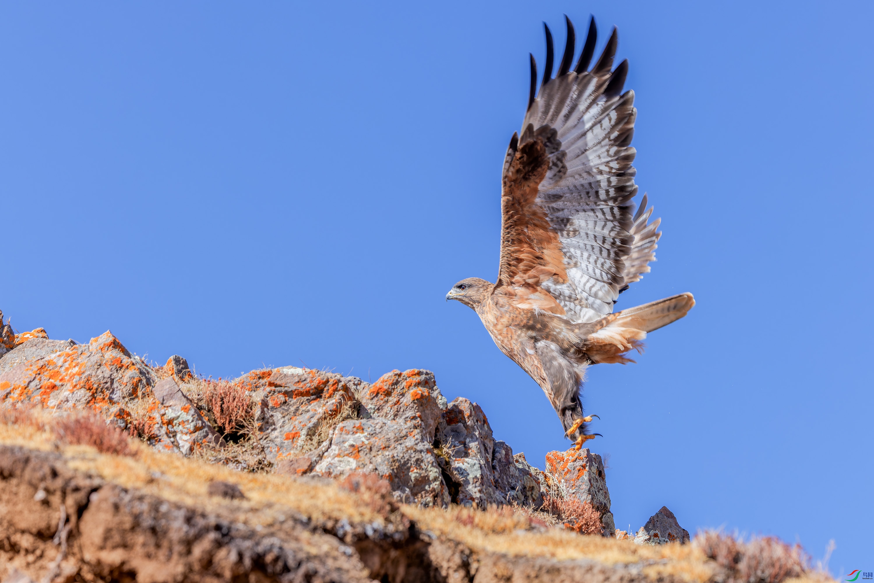 156A0862-DxO_DeepPRIME XD2s_XD.jpg