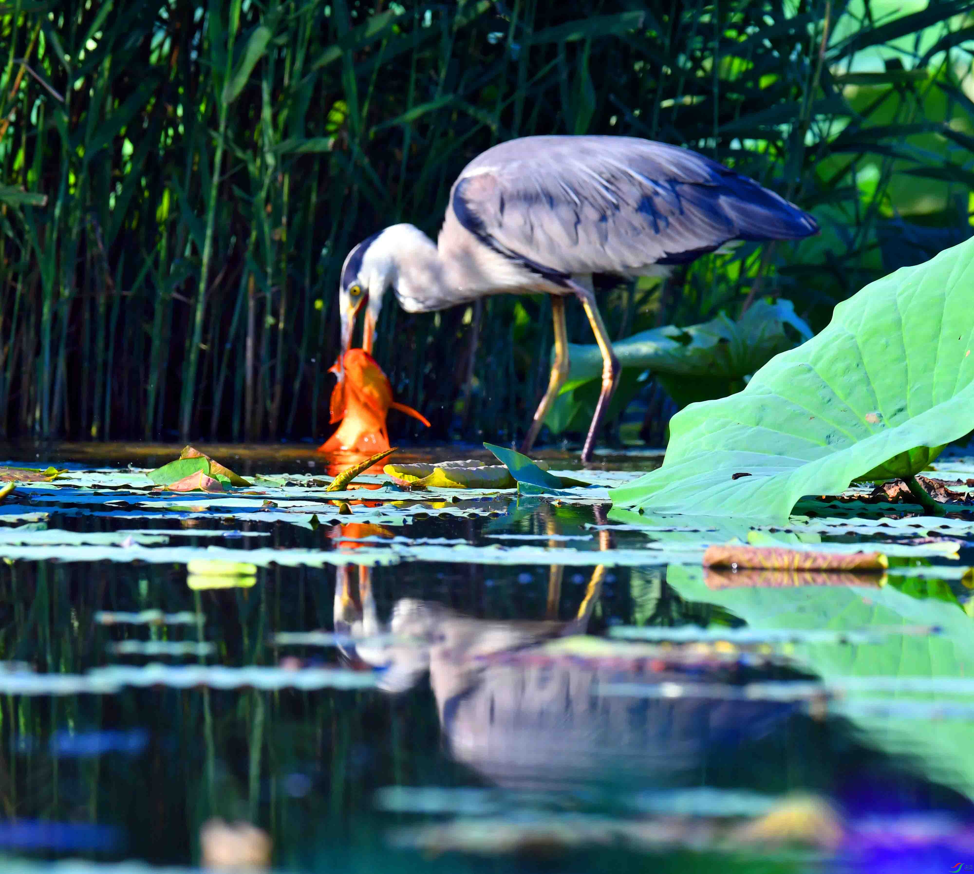 DSC_9626.JPG