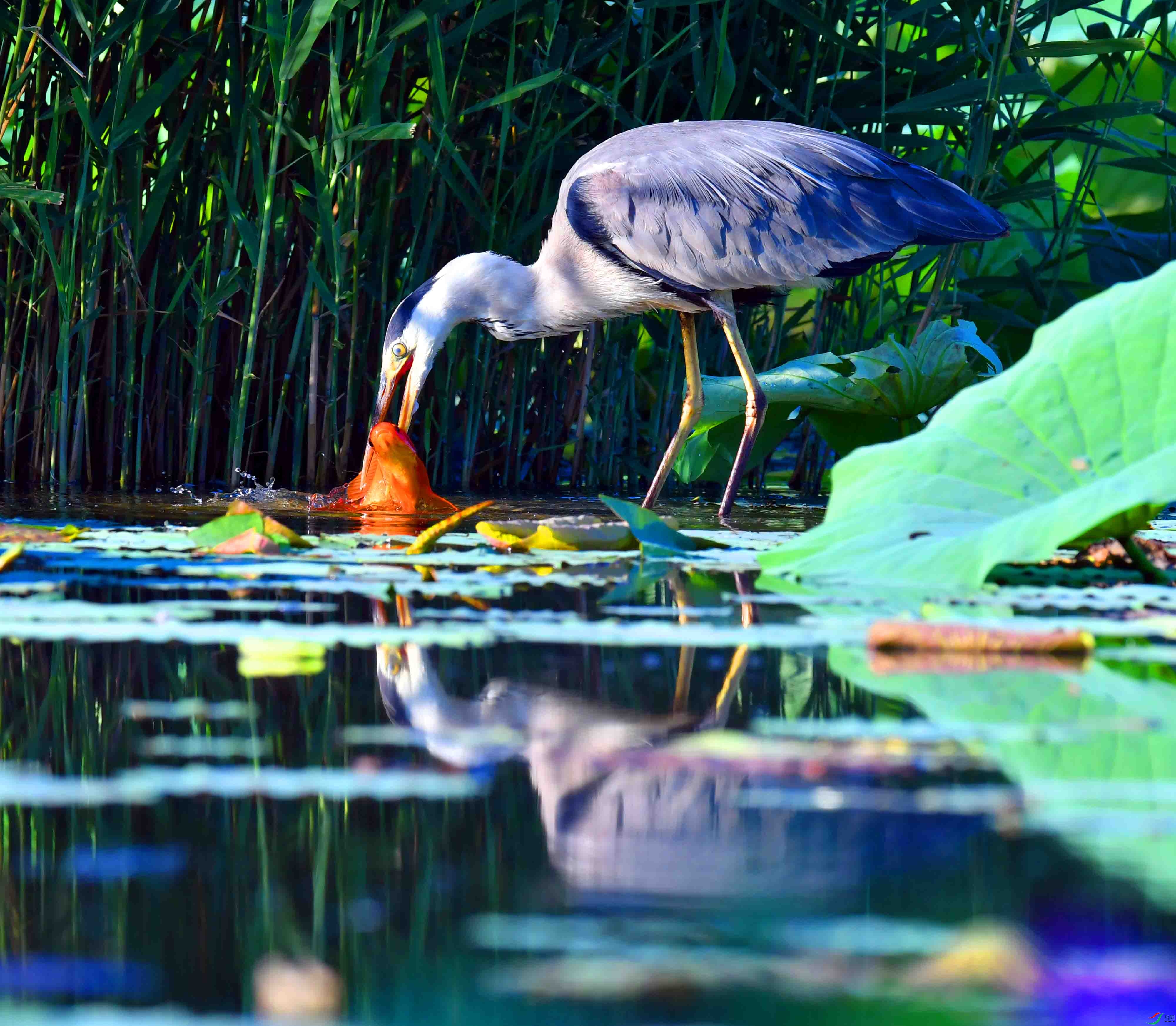 DSC_9629.JPG