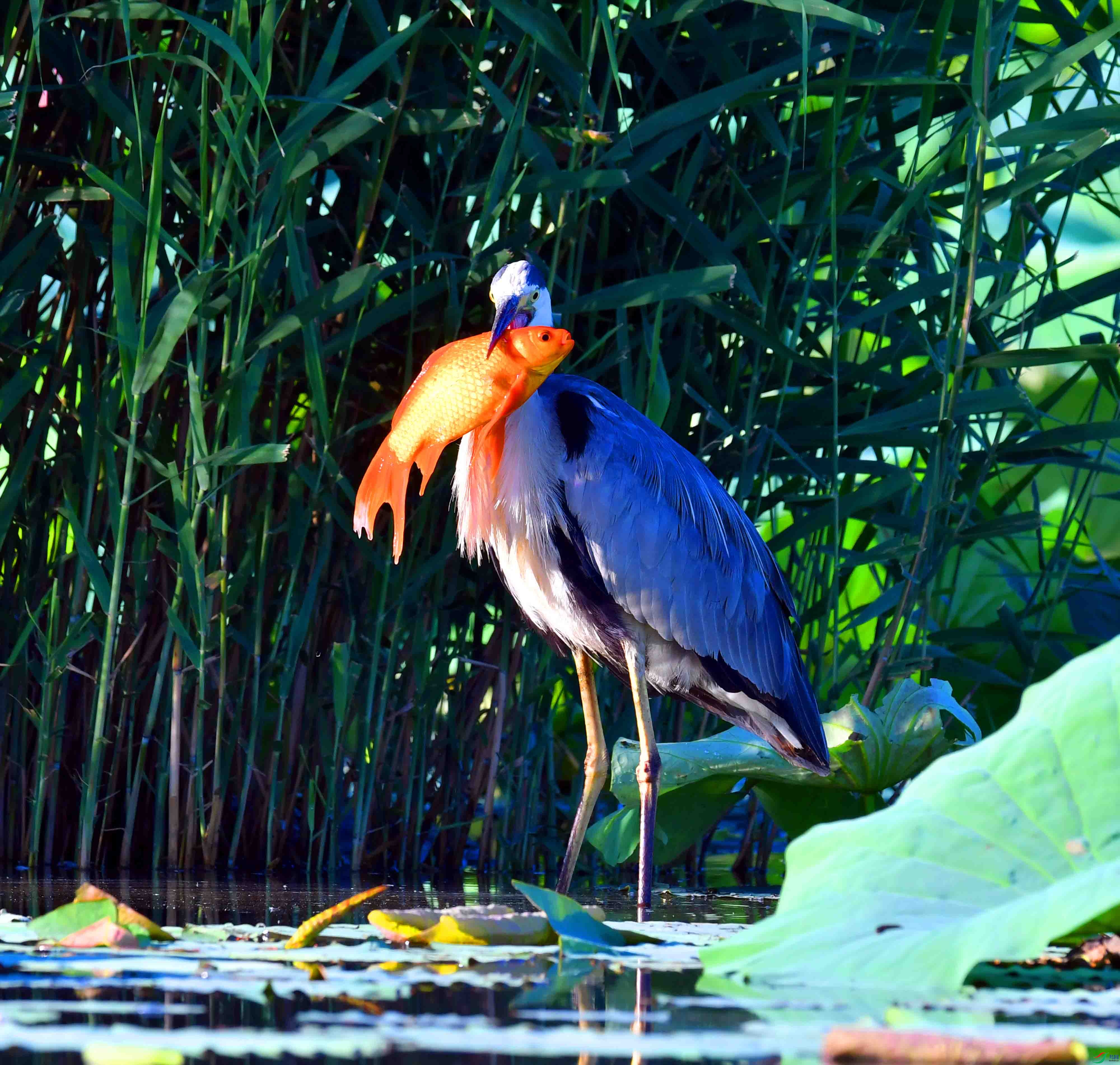 DSC_9645.JPG