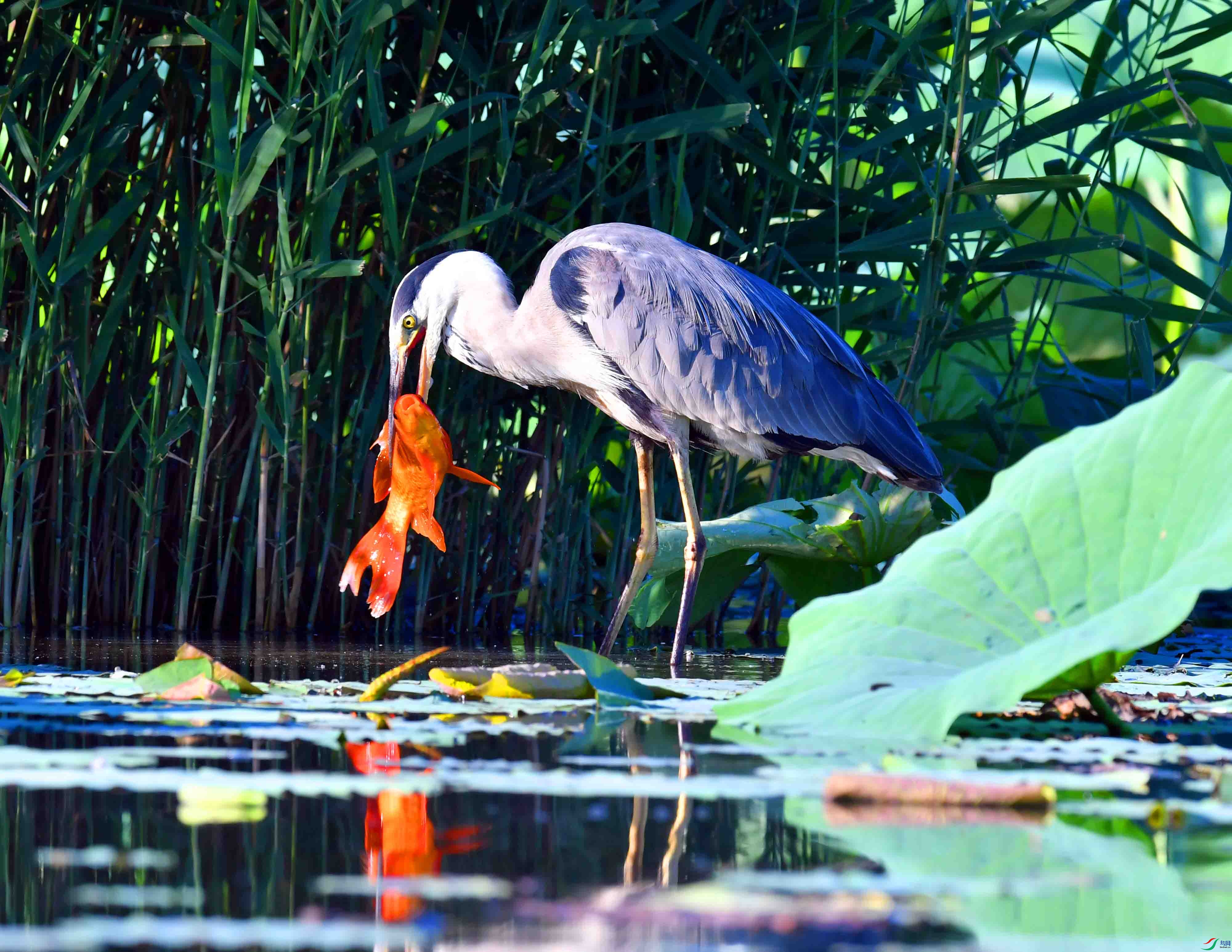 DSC_9659.JPG