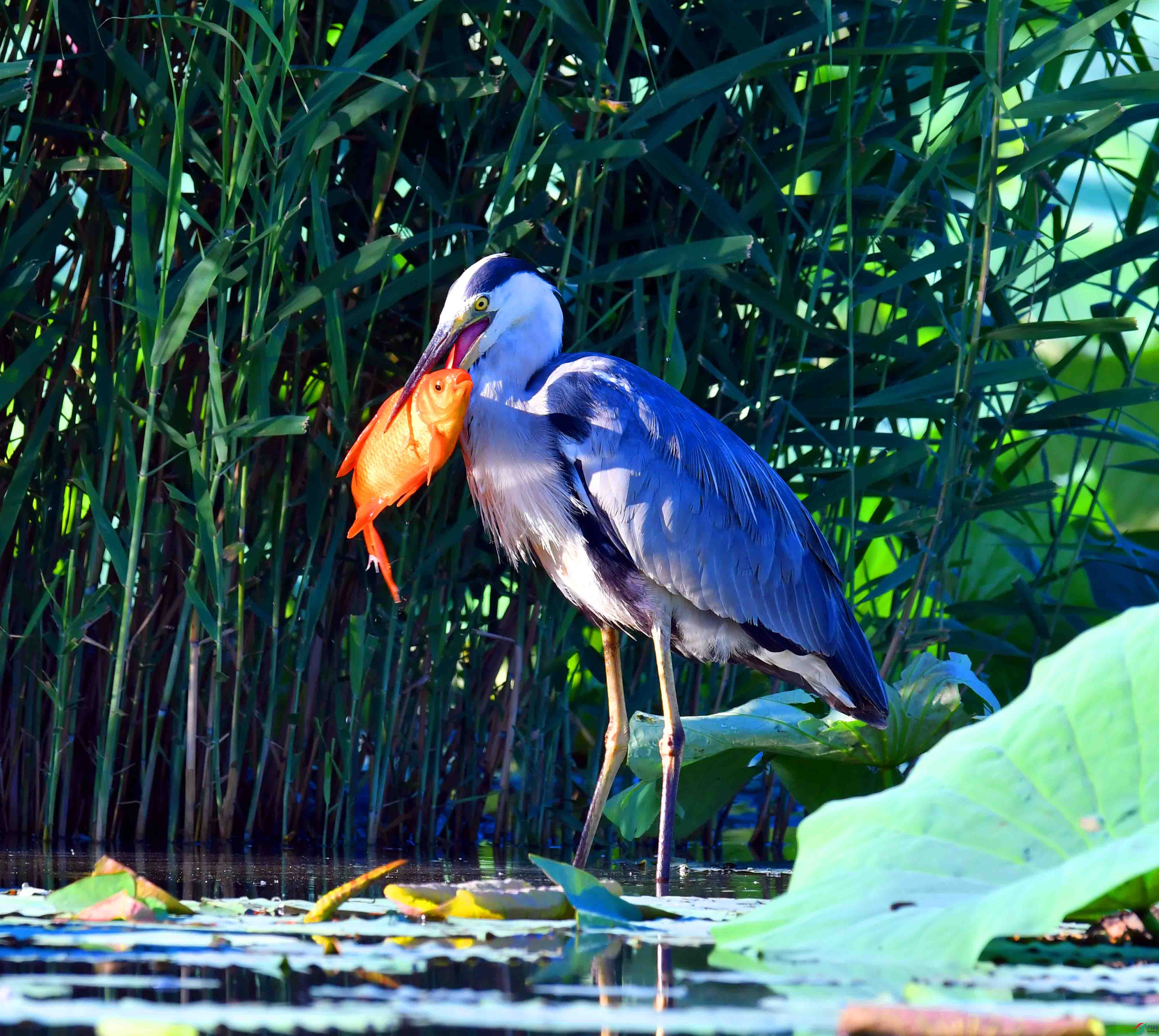 DSC_9657.JPG