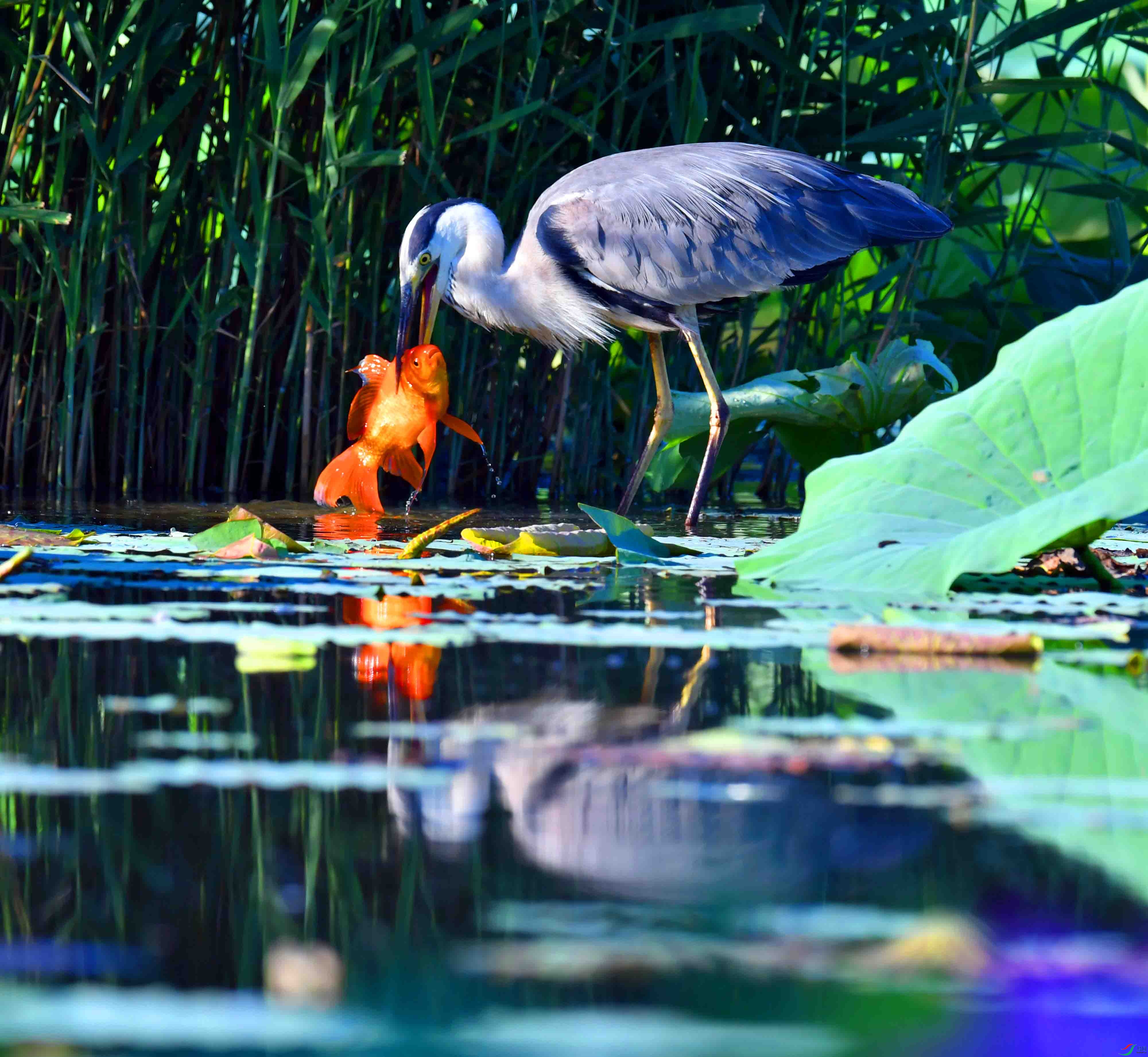 DSC_9684.JPG