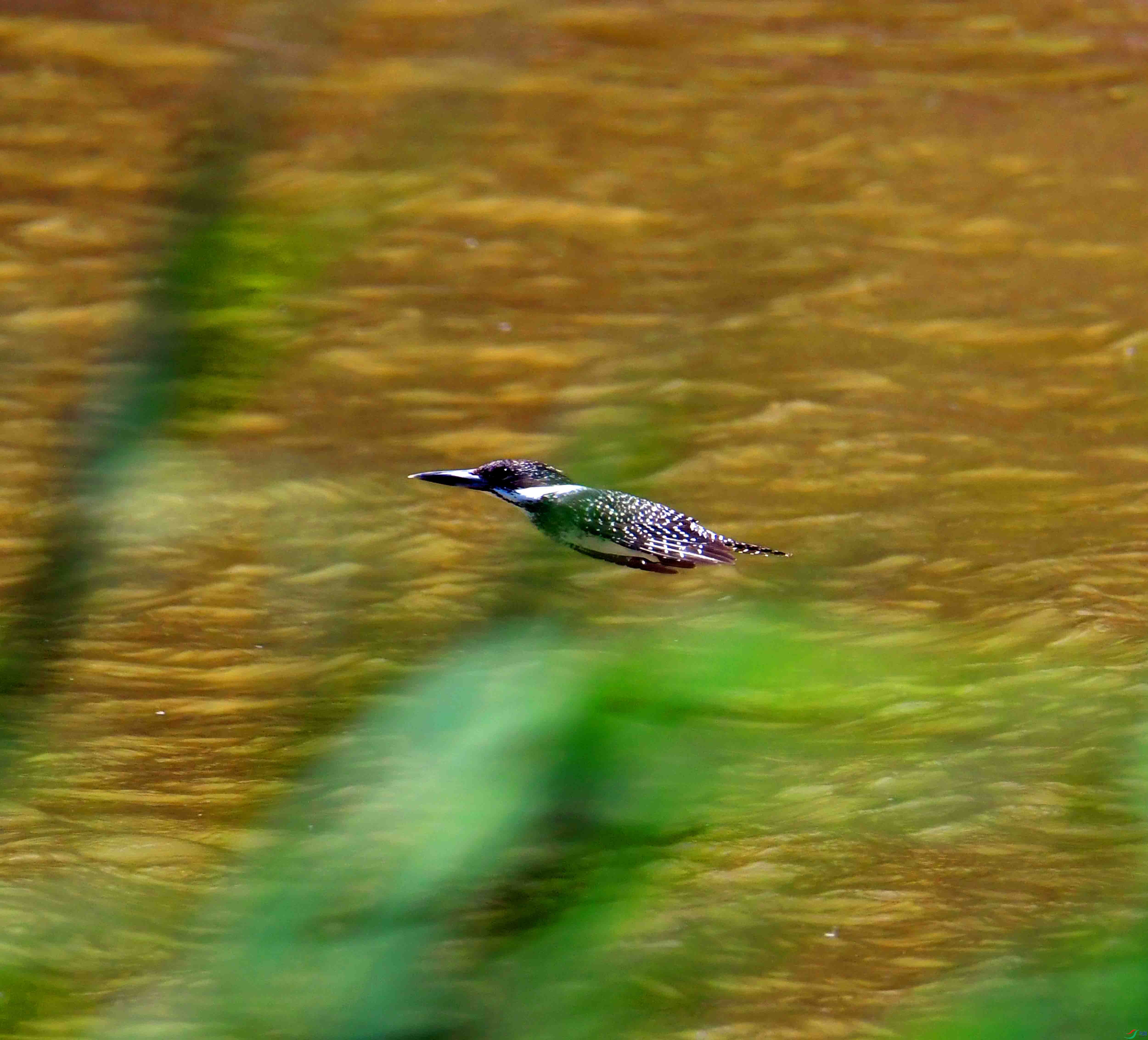 DSC_0894.JPG