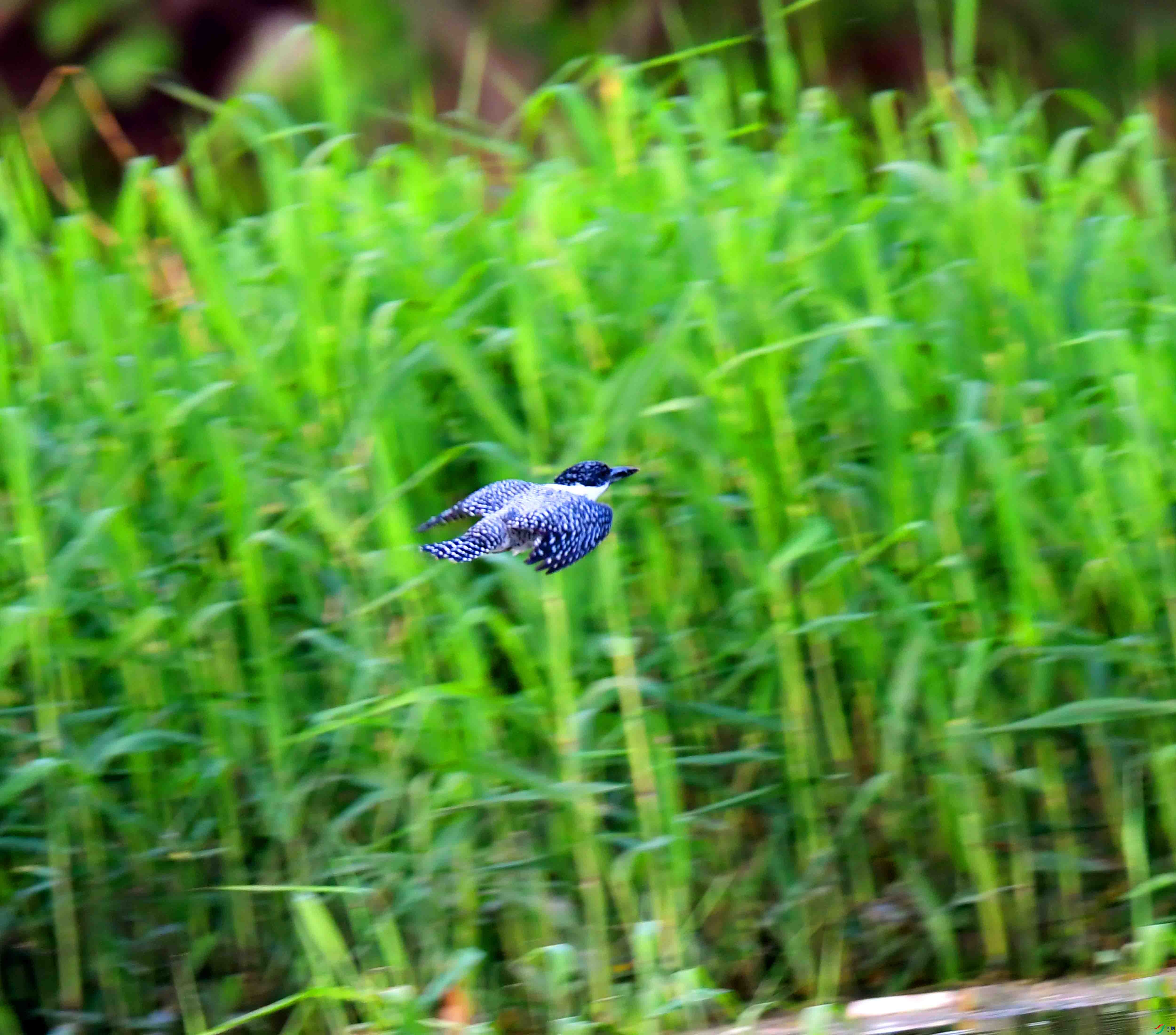 DSC_1148.JPG