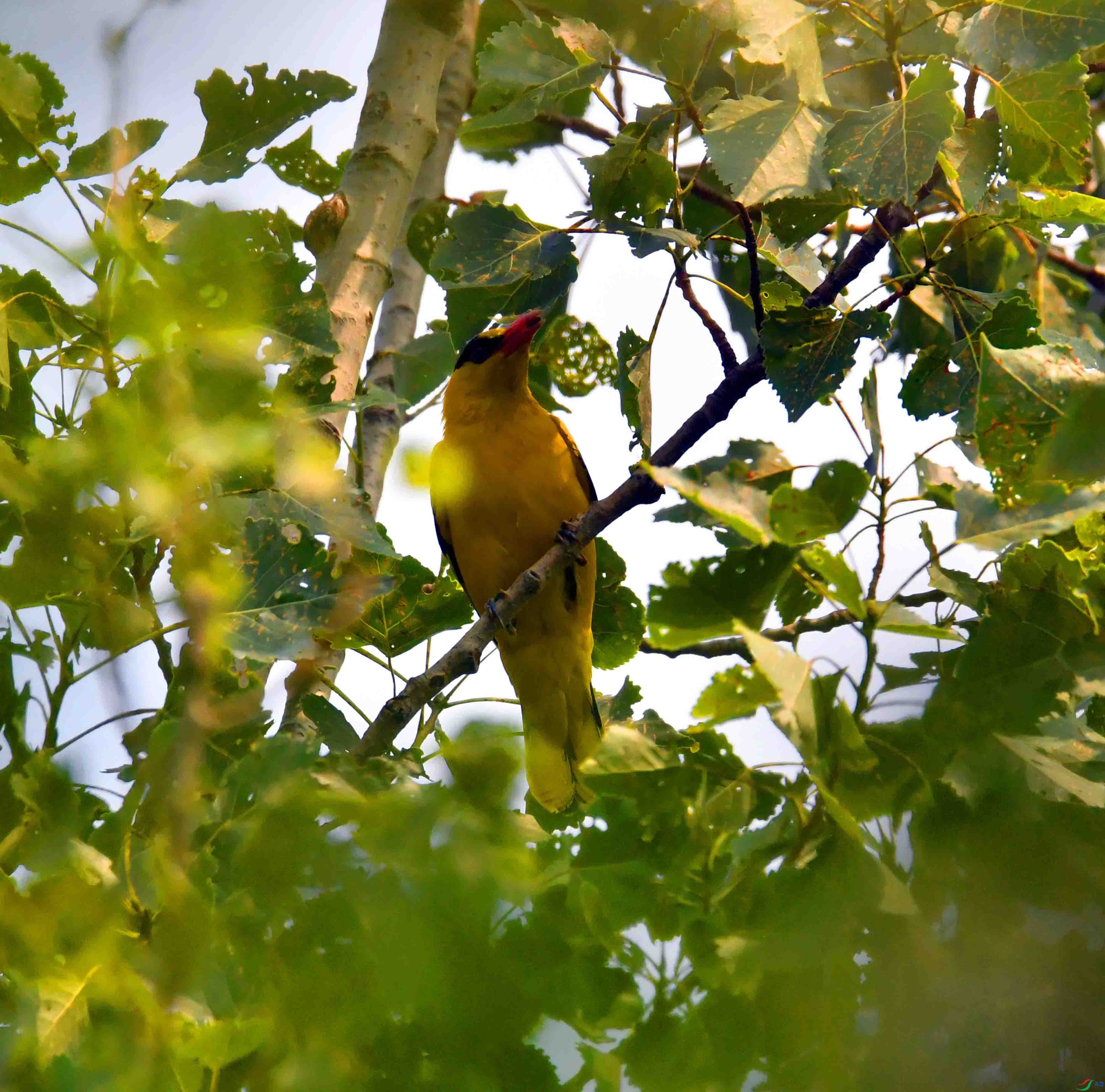 DSC_7494.JPG