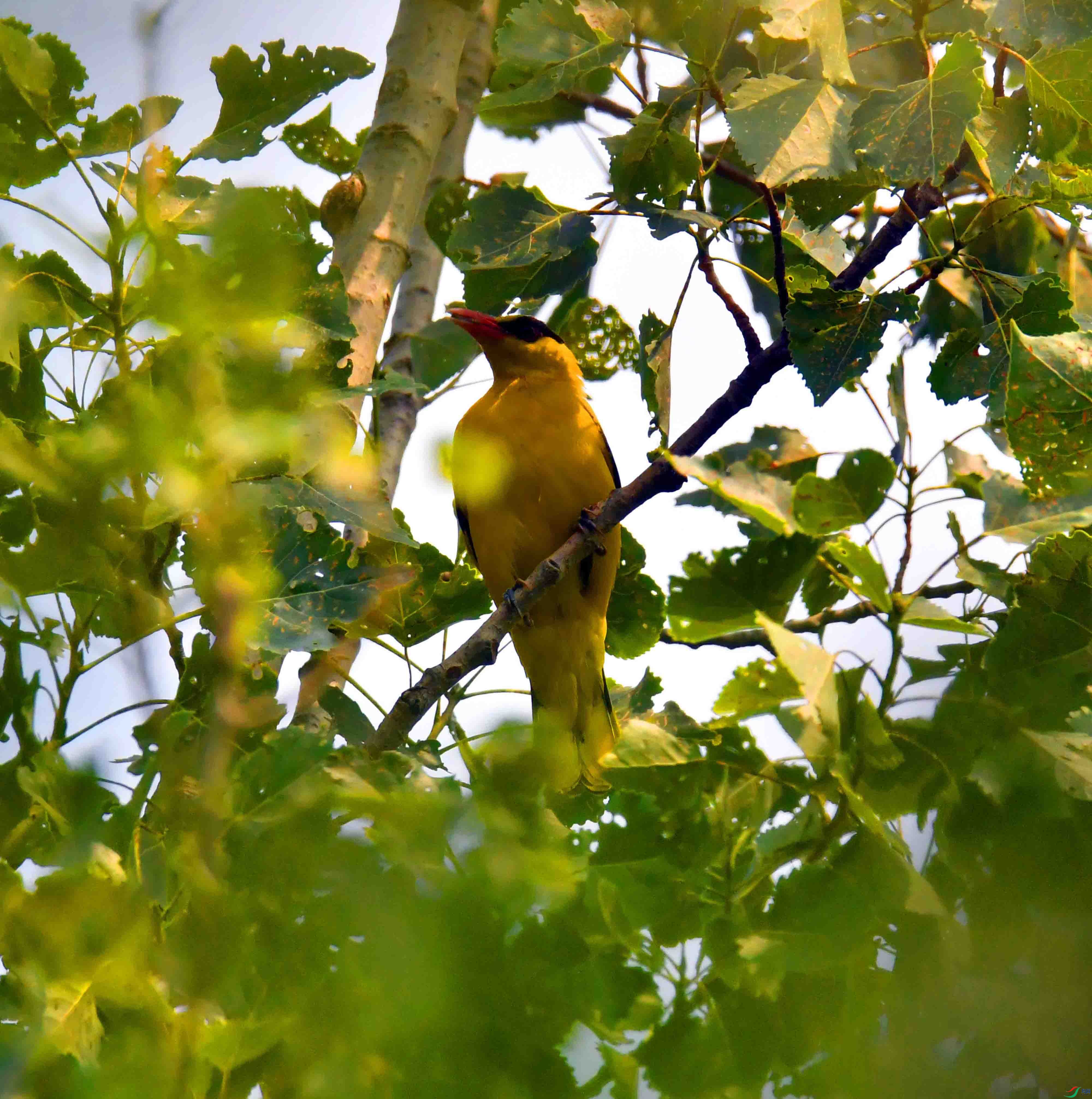 DSC_7497.JPG