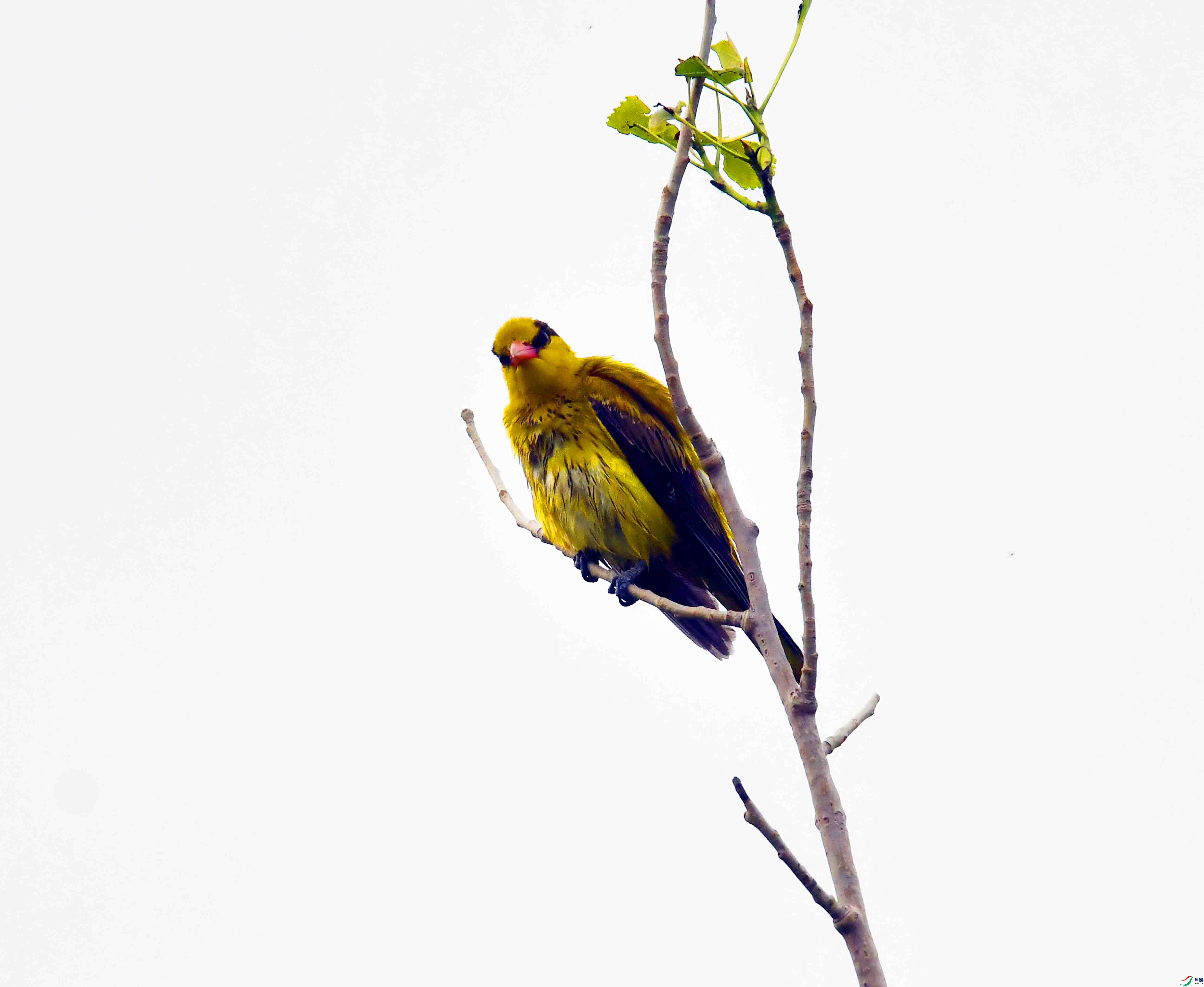 DSC_7930.JPG