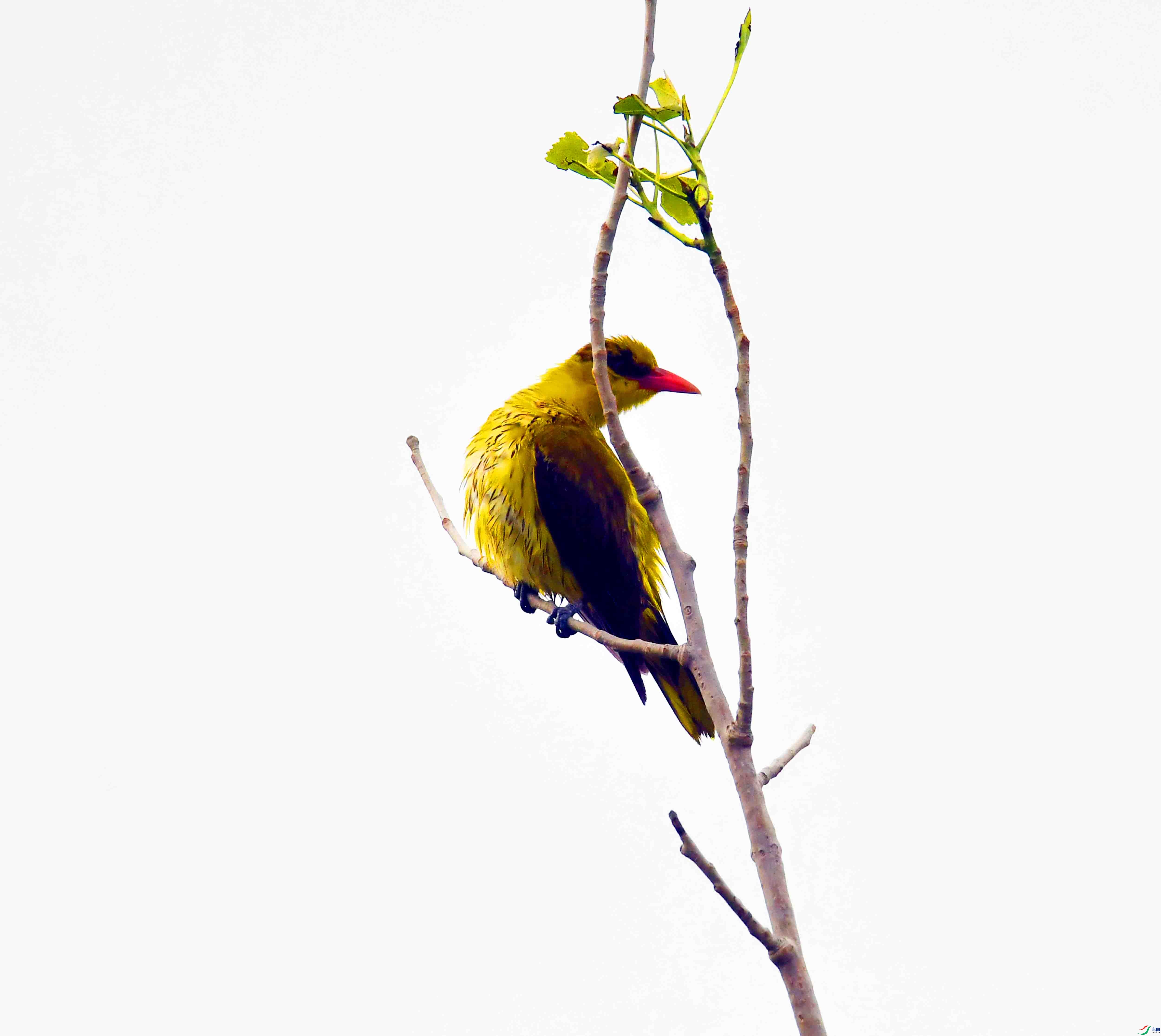 DSC_7934.JPG