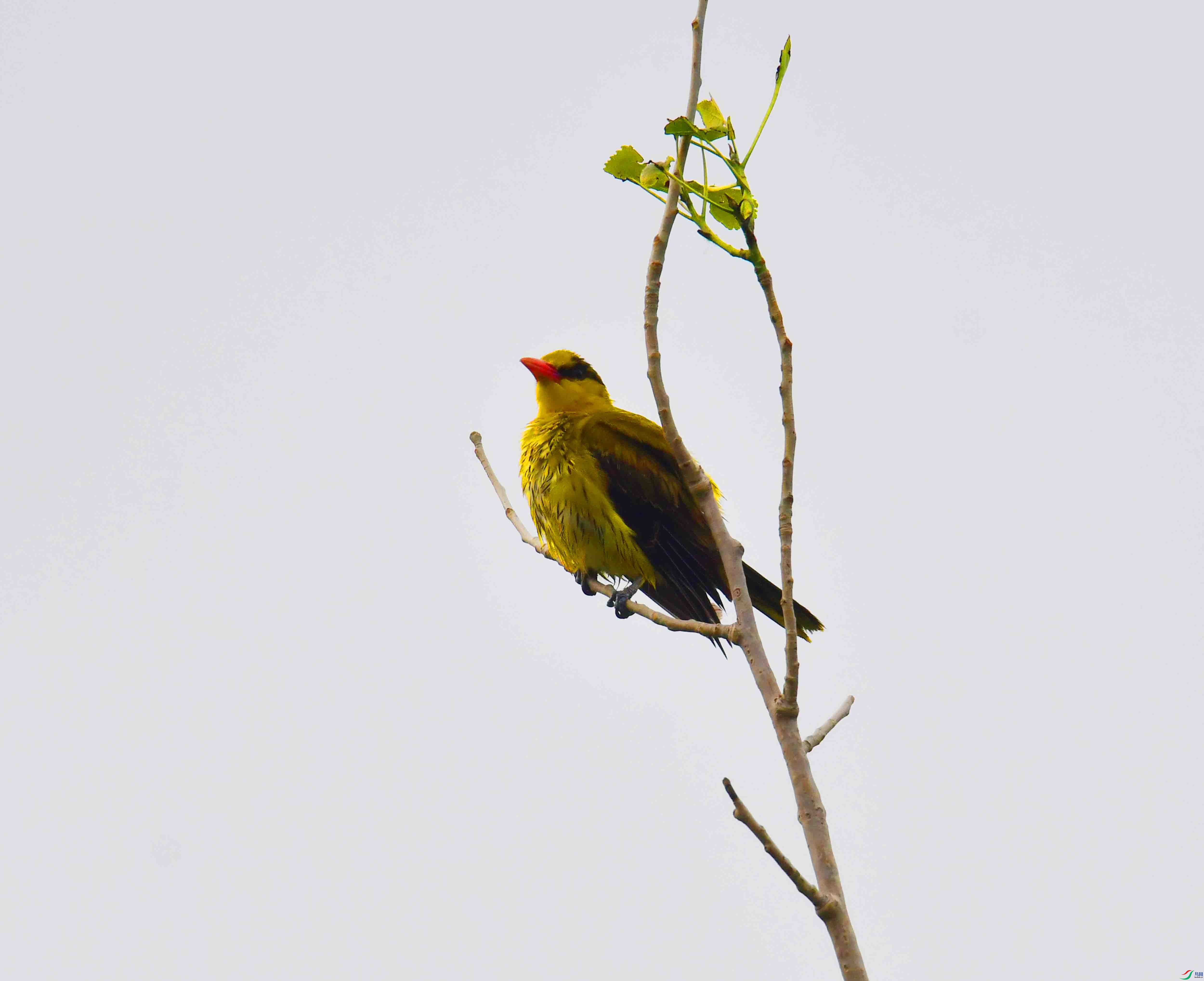 DSC_7947.JPG