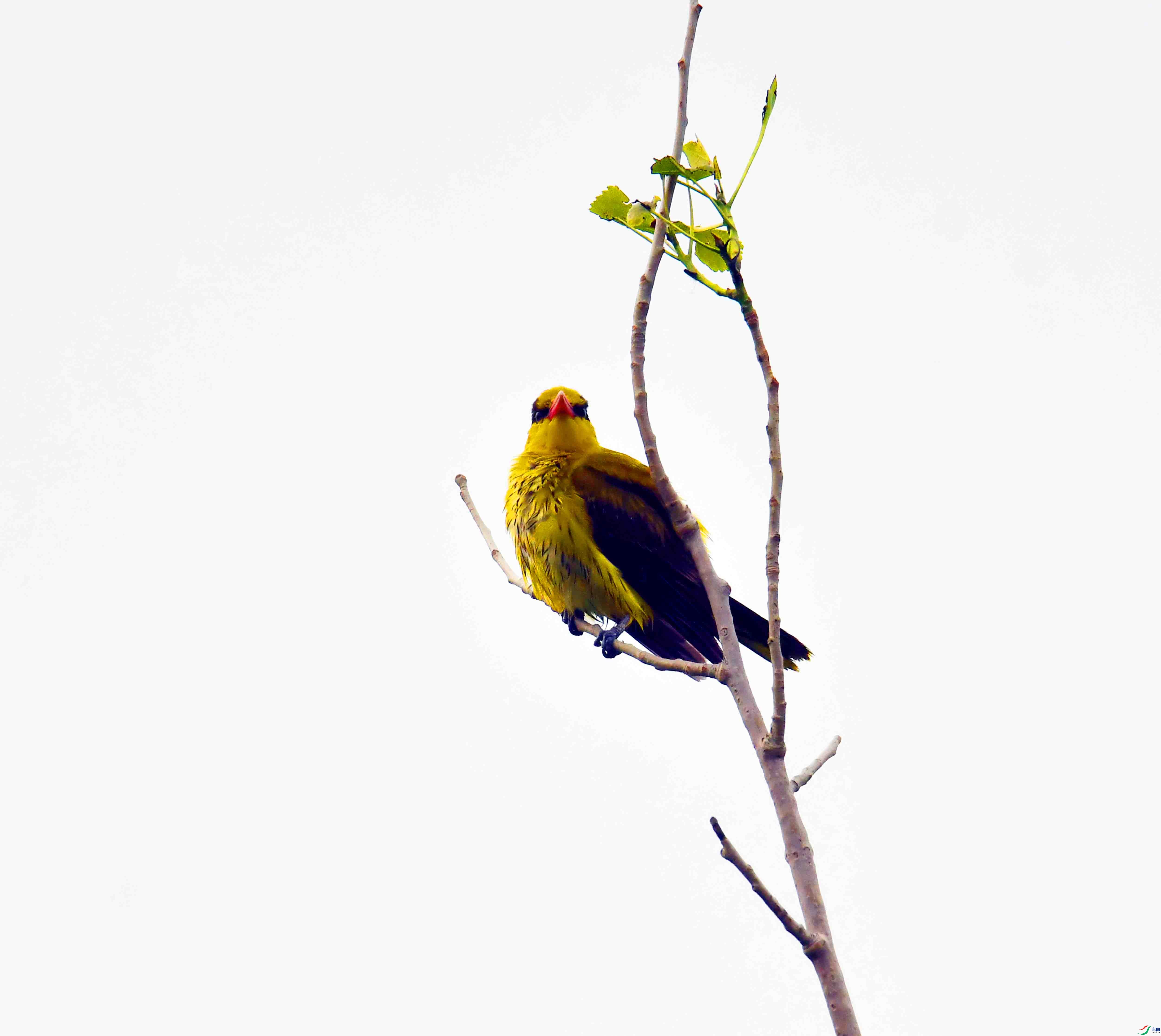 DSC_7948.JPG