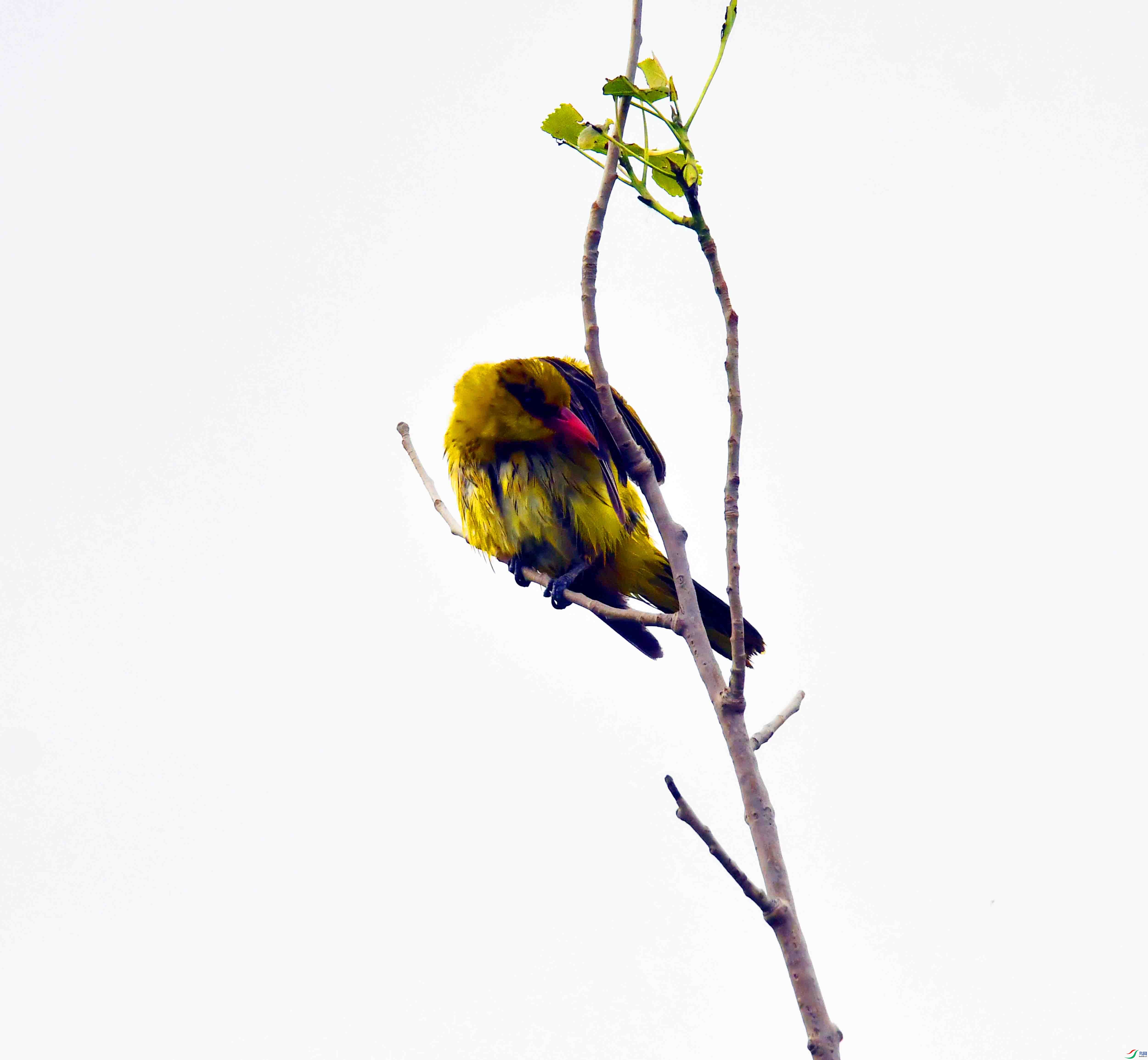 DSC_7955.JPG