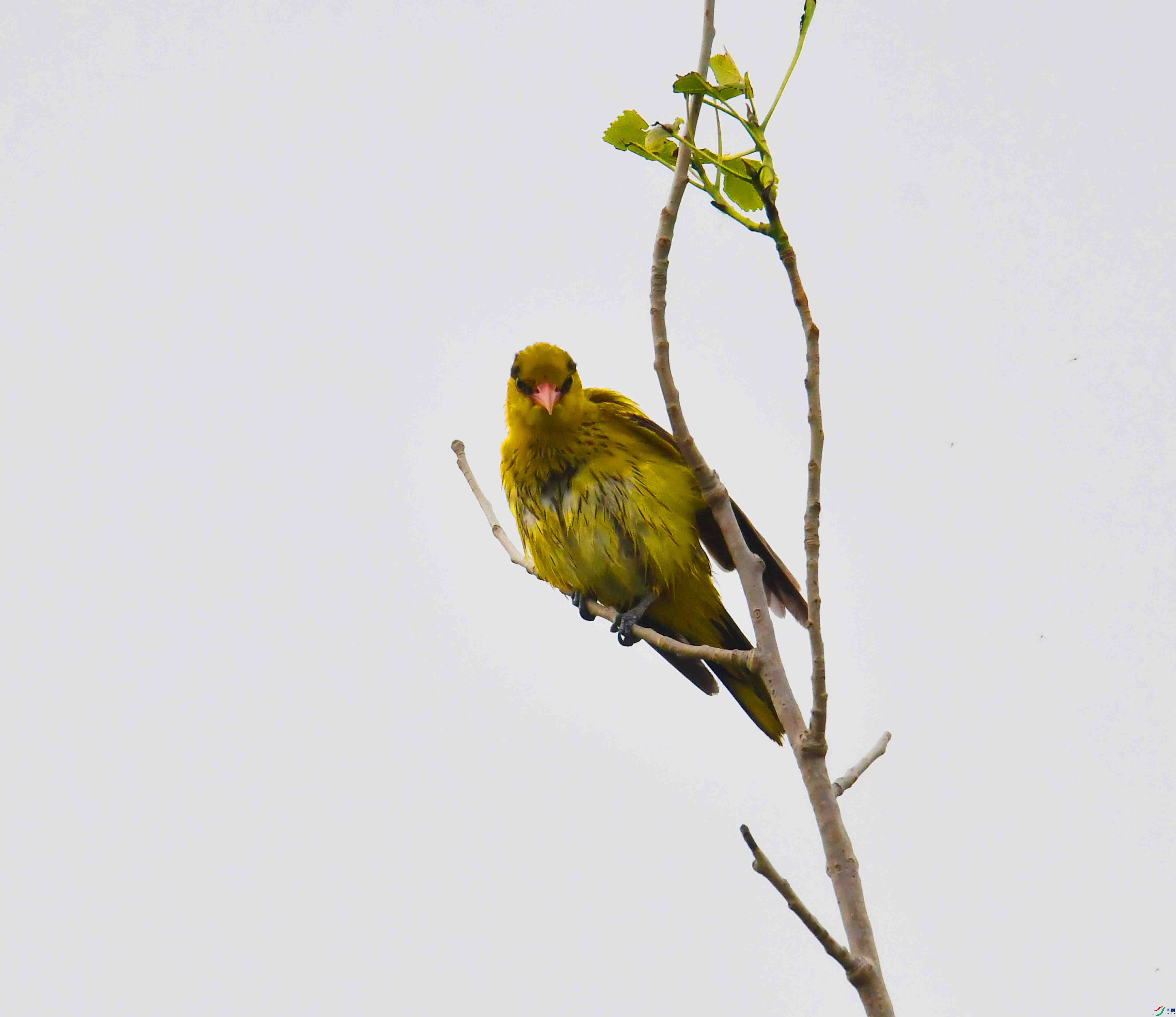 DSC_7964.JPG