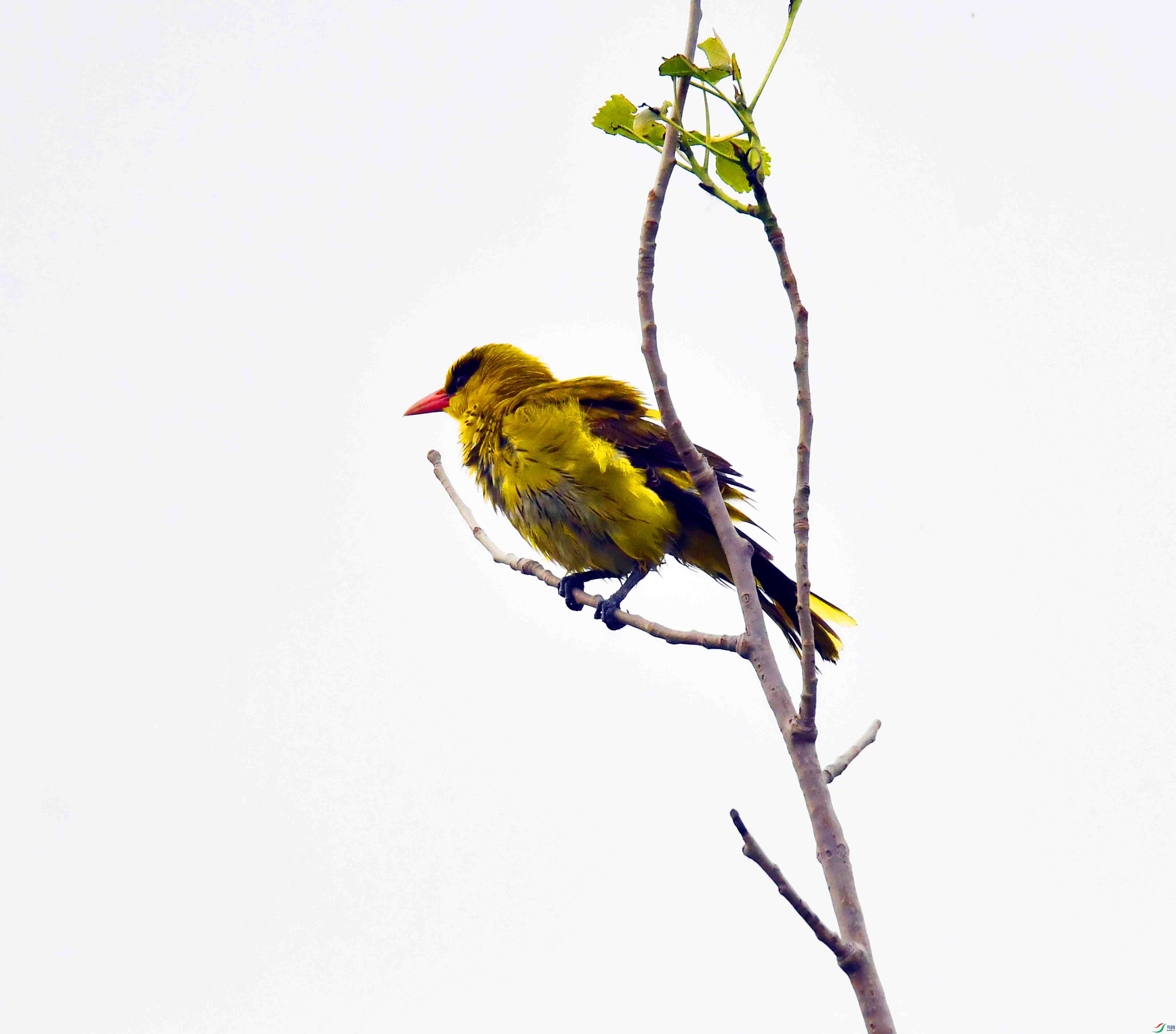 DSC_7980.JPG