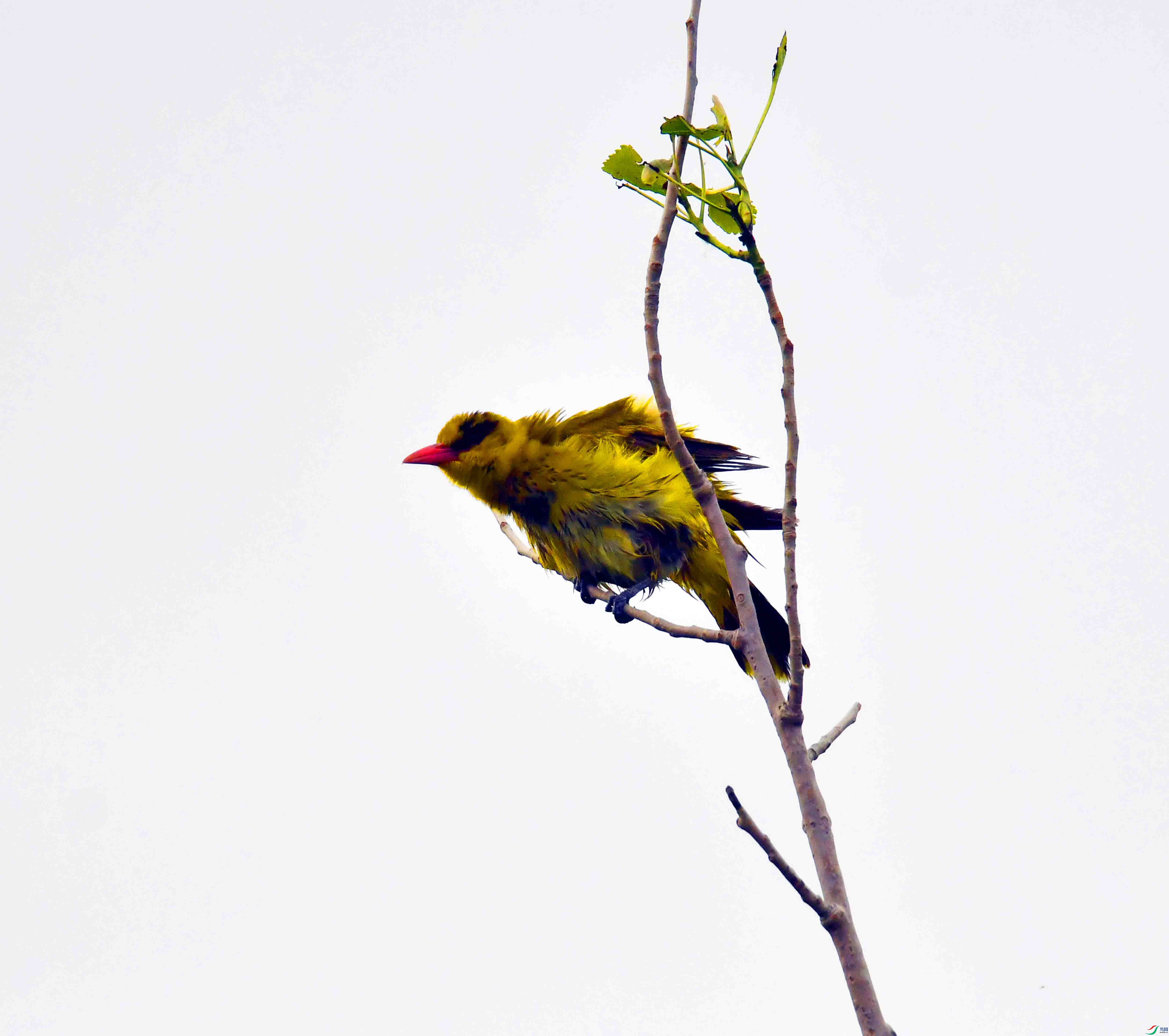 DSC_7976.JPG