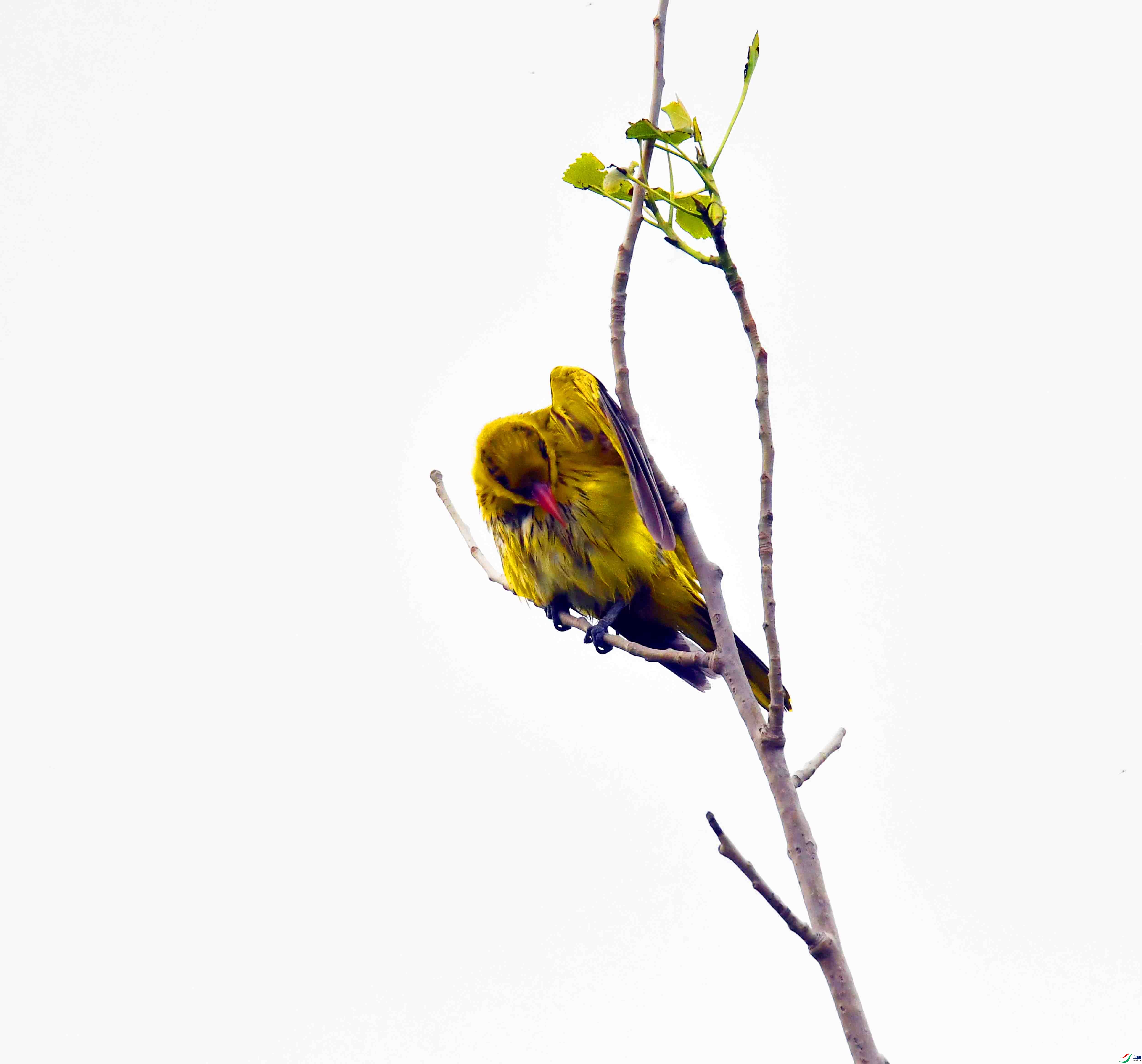 DSC_7995.JPG