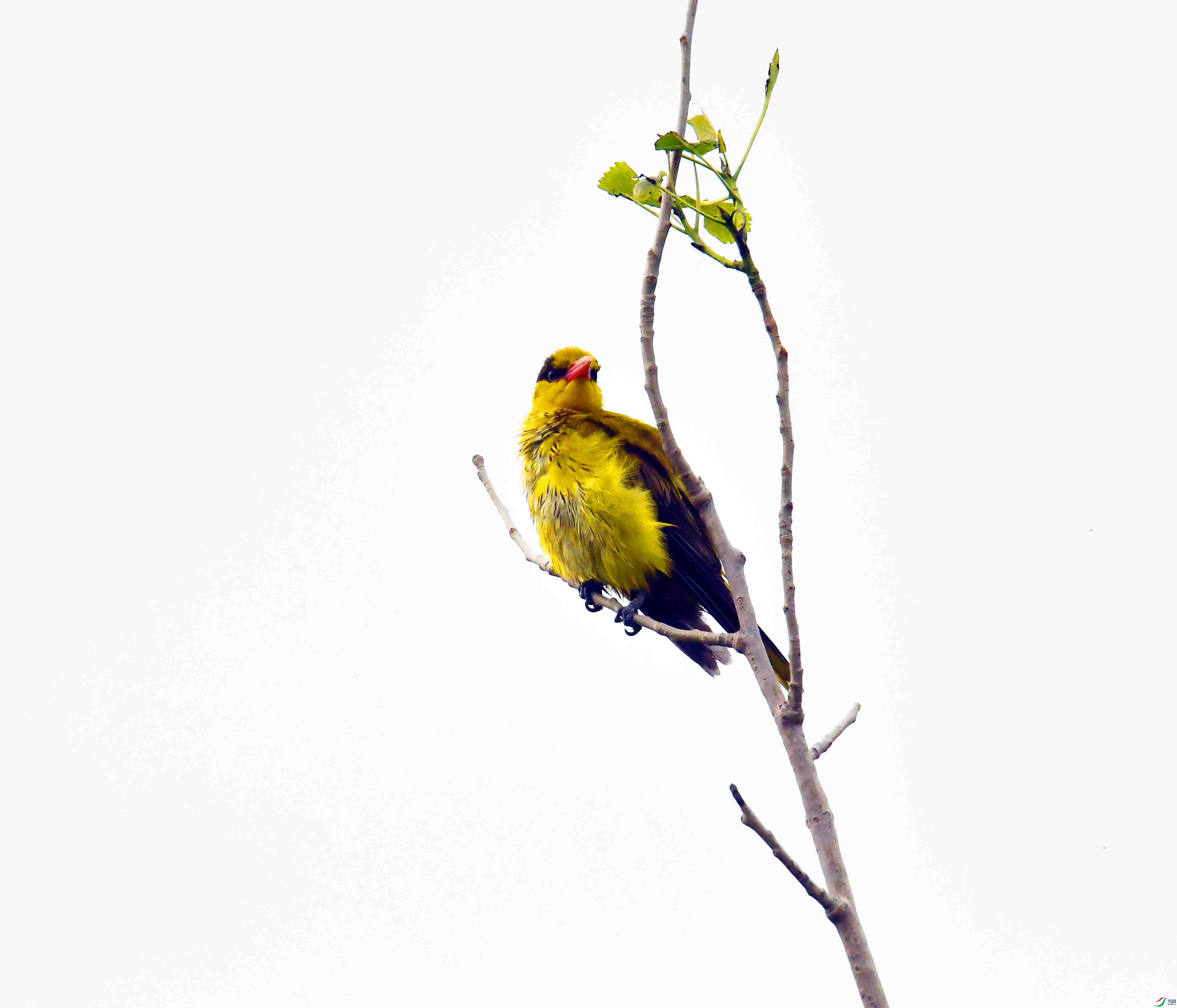 DSC_7994.JPG