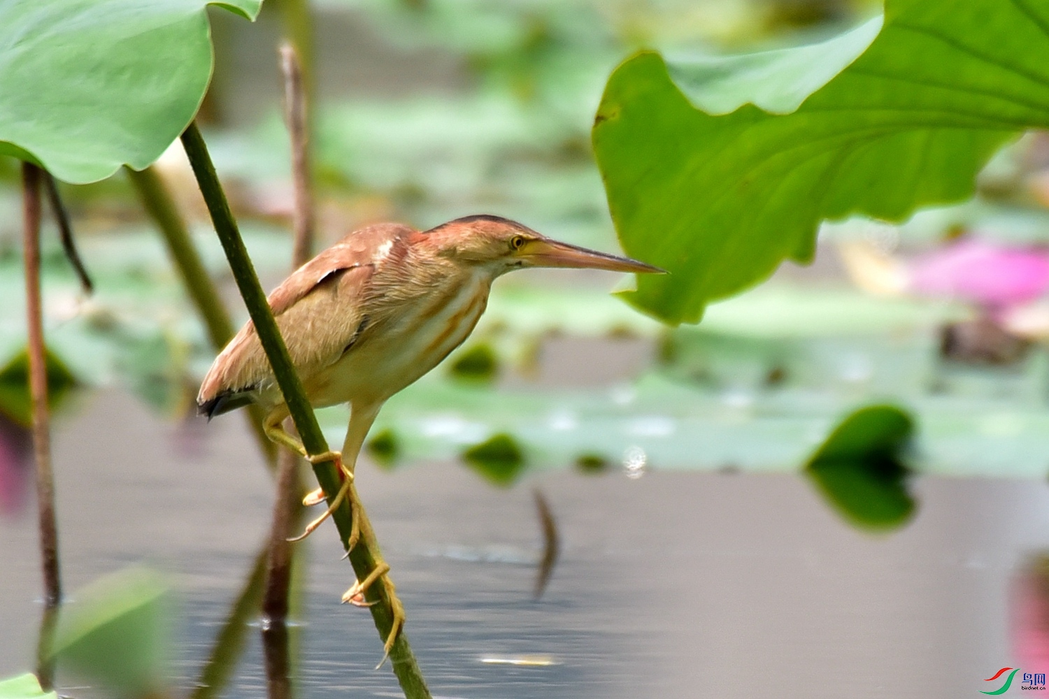 DSC_7682.JPG