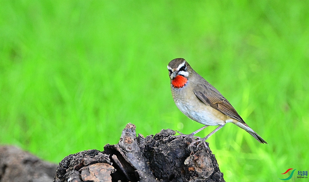 DSC_7244.JPG