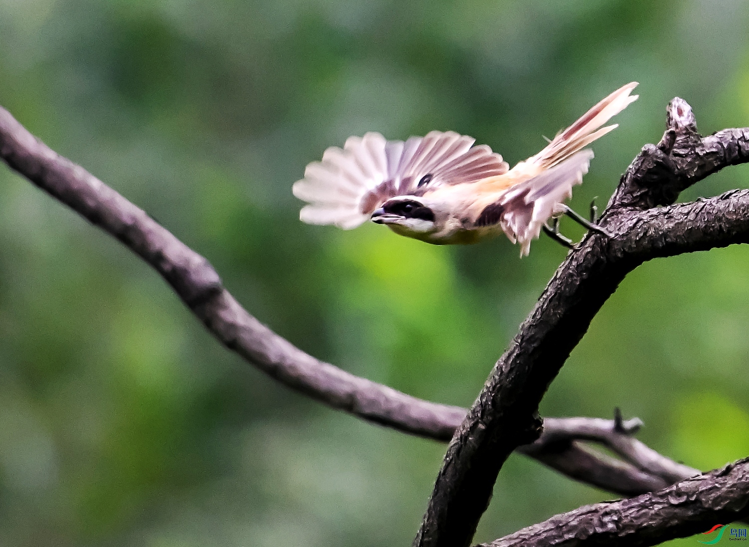 DSC_6030---_conew1.jpg