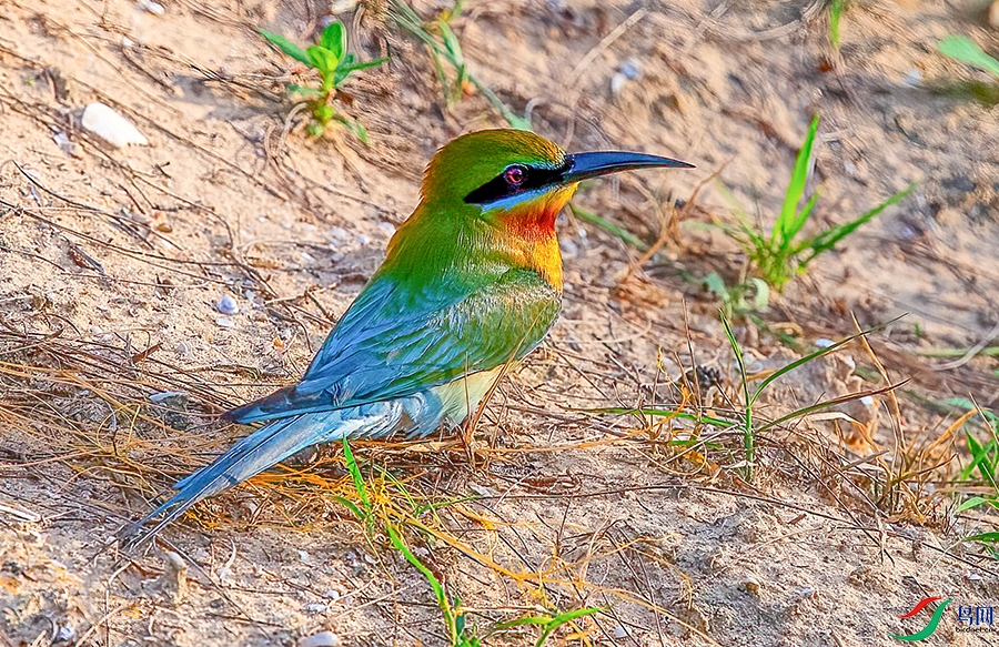 DSC_5105b.jpg