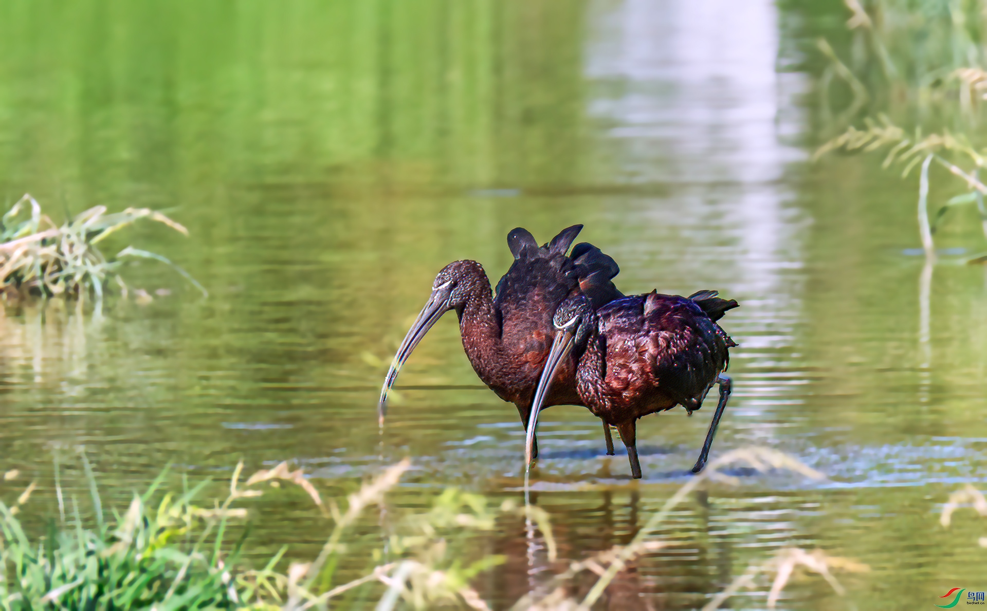 060A2530 ����-Sha---1 .jpg