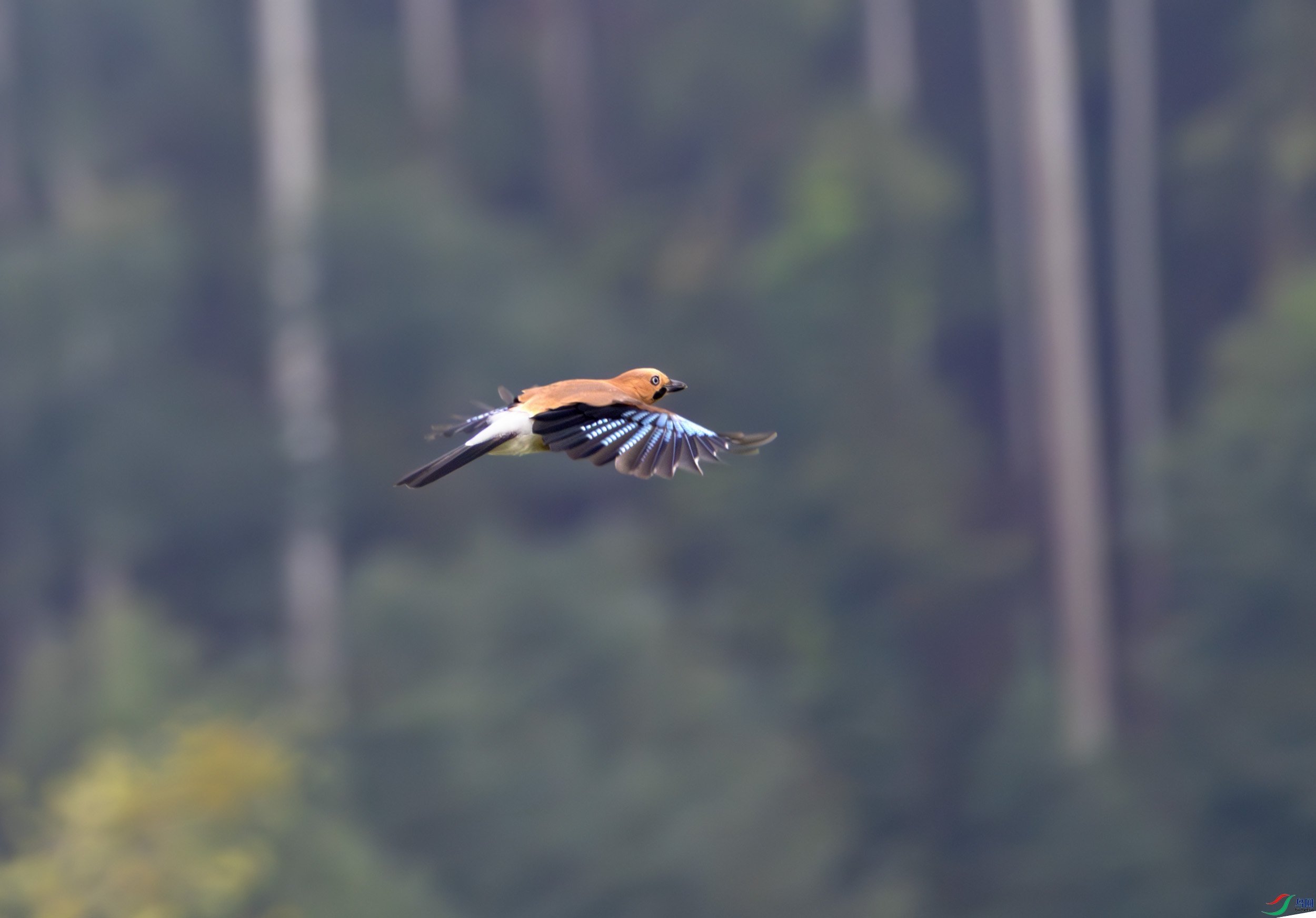 G47A0503-����ǿ-NR ����.jpg