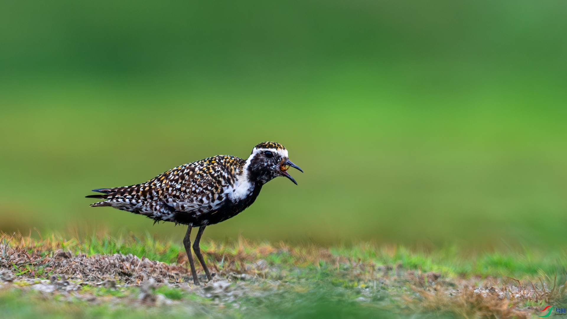 DSC_6837-����ǿ-NR ����01.jpg