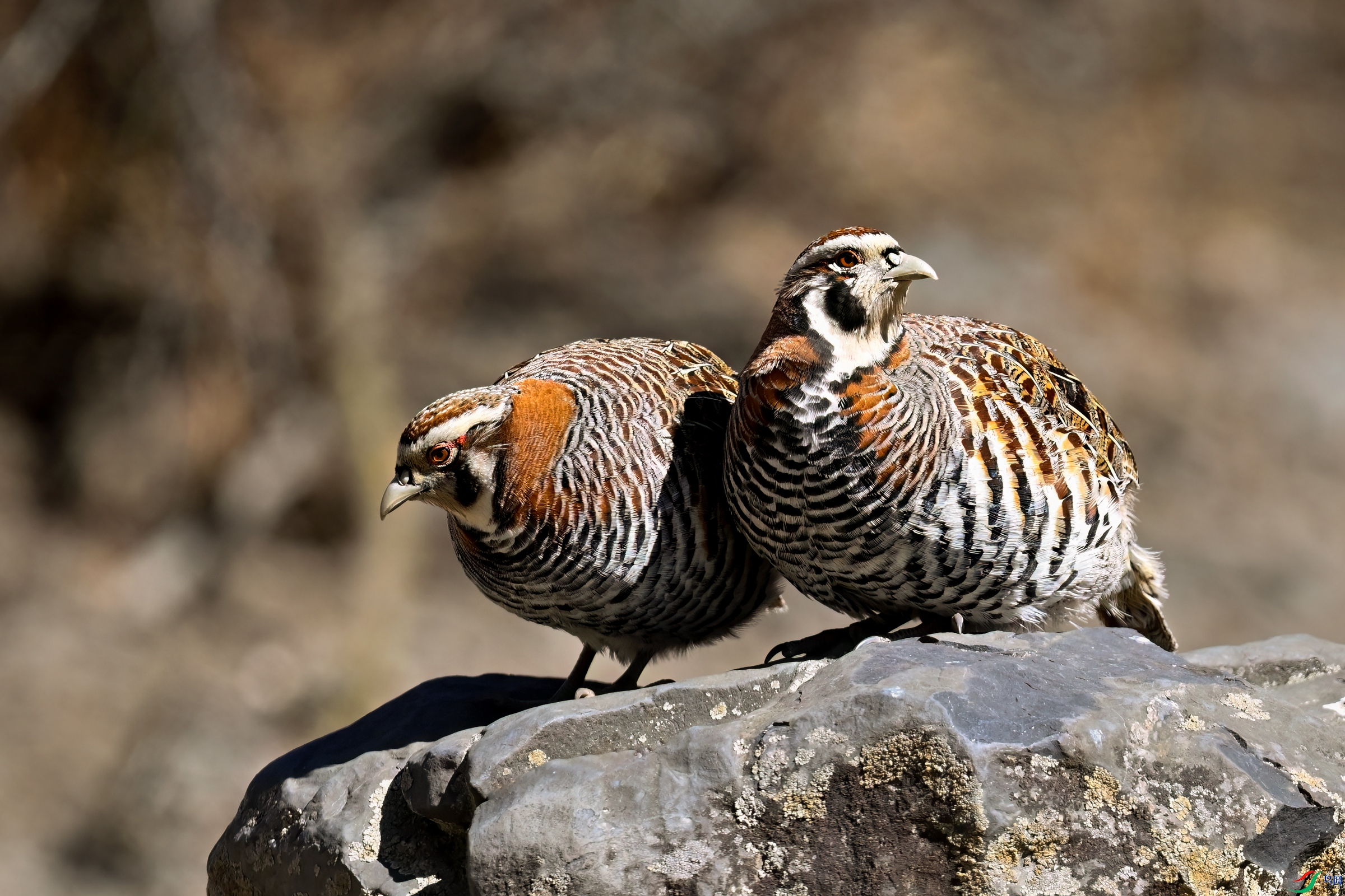 _DSC1774x.jpg