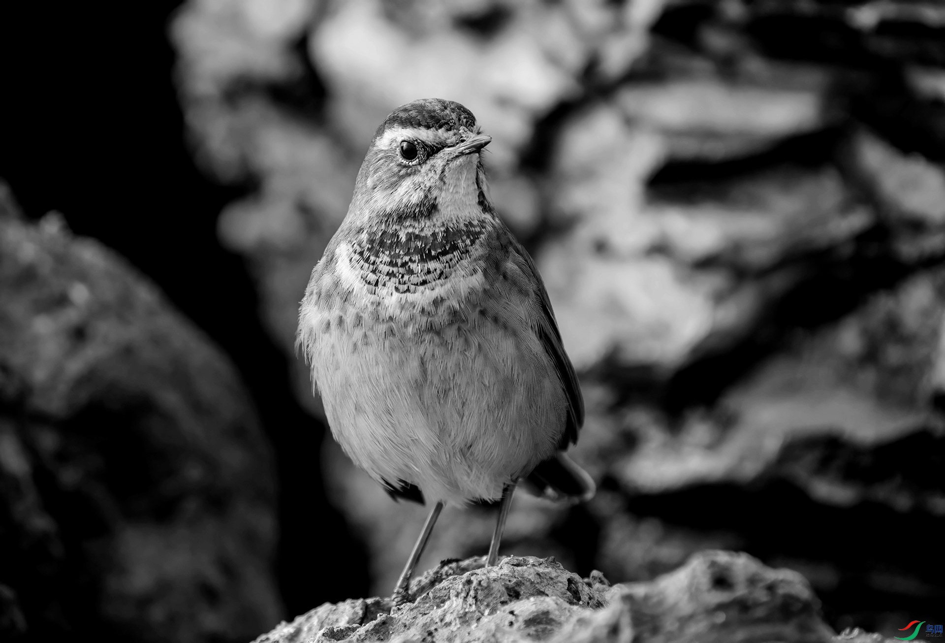 DSC00005 ����_����.jpg