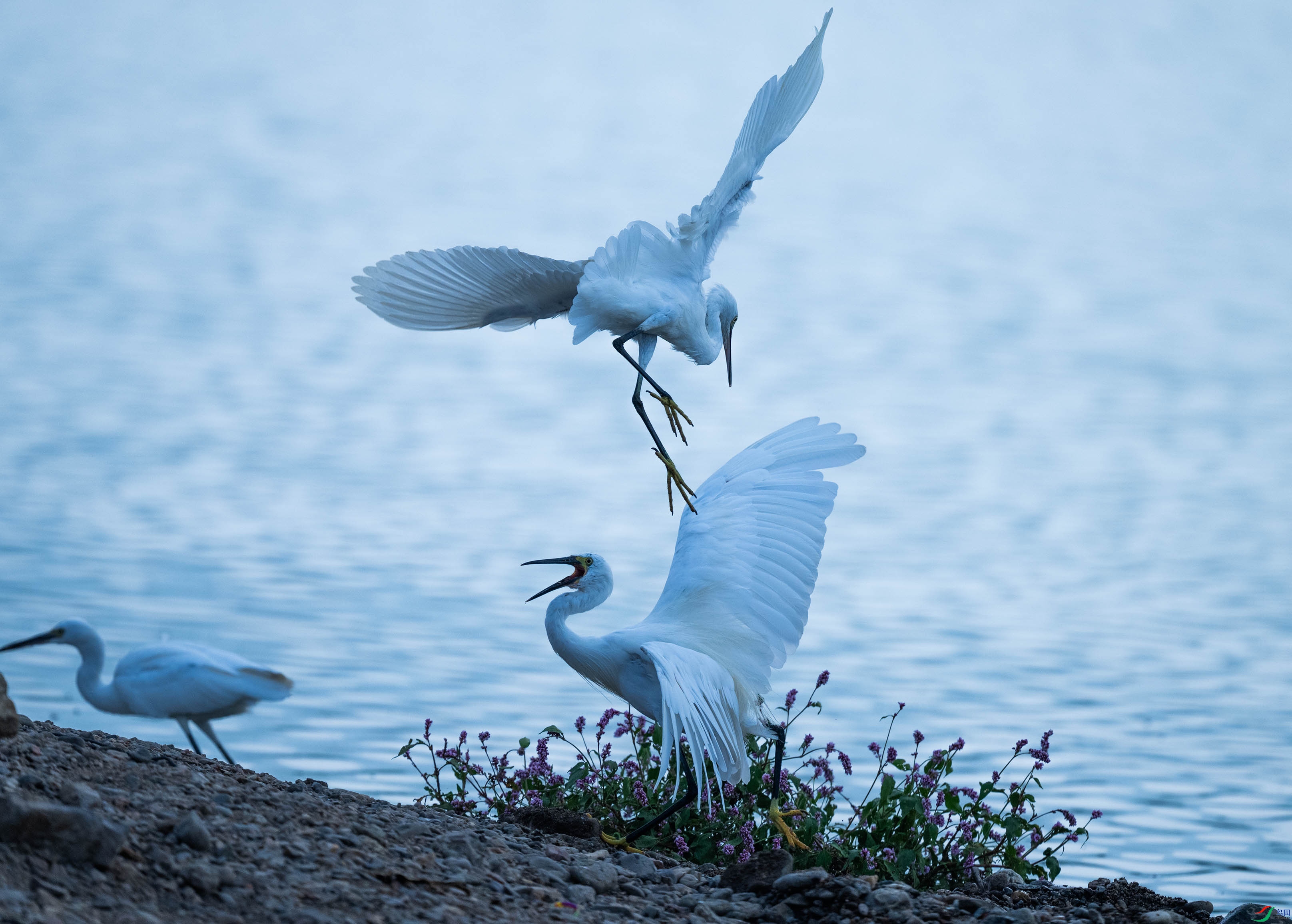 DSC_6990.jpg