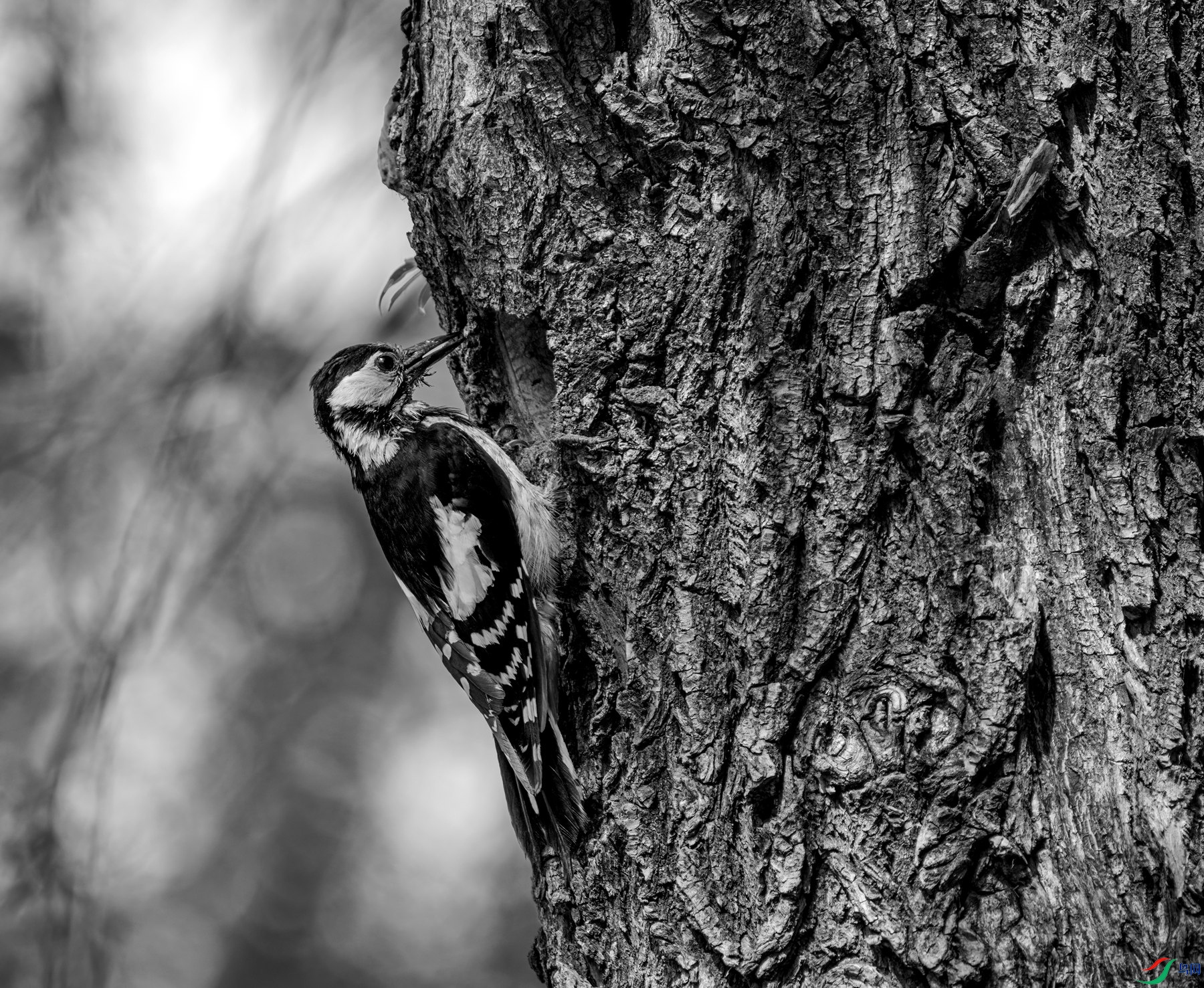 DSC08314 ����_����.jpg