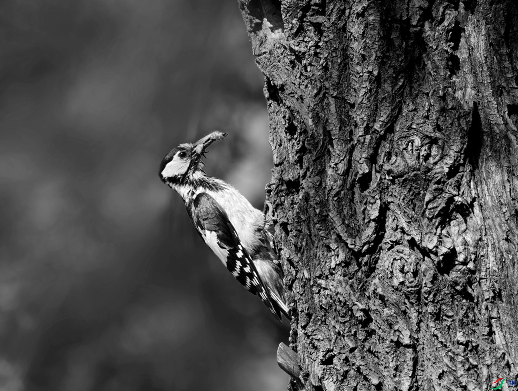 DSC08430 ����_����.jpg