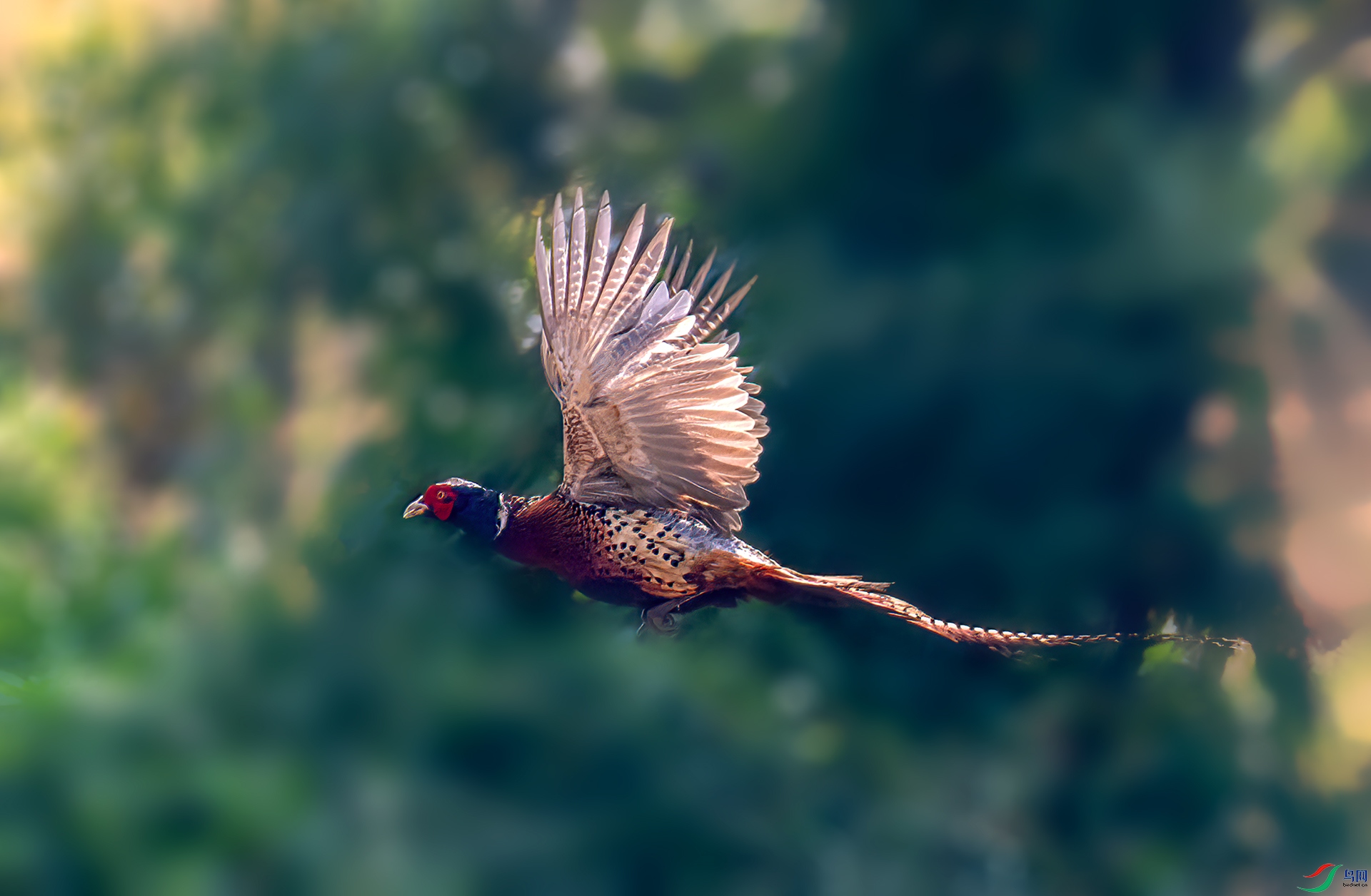 060A8687 ����-Sh----1 .jpg