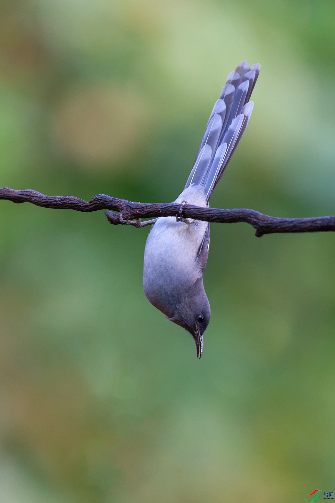 DSC_4590_DxOa.jpg