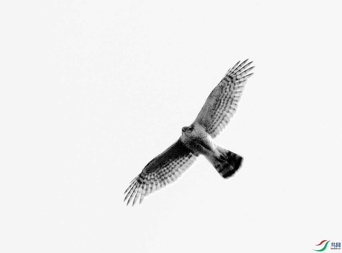 HA4426ȸӥ-25.JPG