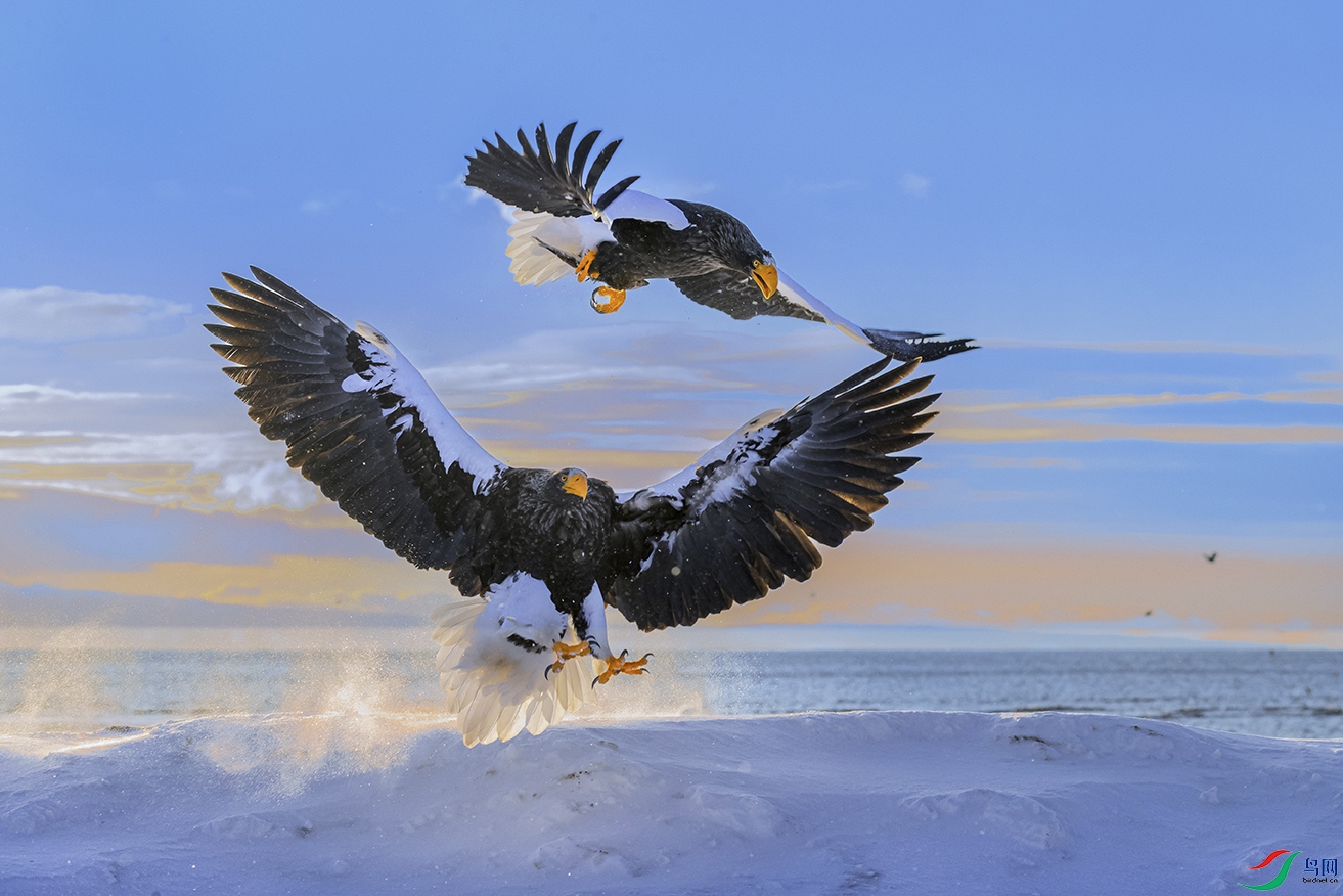 ��ͷ����----����ӥ��    ֵ�˹���ѽ�֮�ʣ����Դ�Ƭ��Ըΰ��������ٲ�ʢ����λ�����Ҹ�������